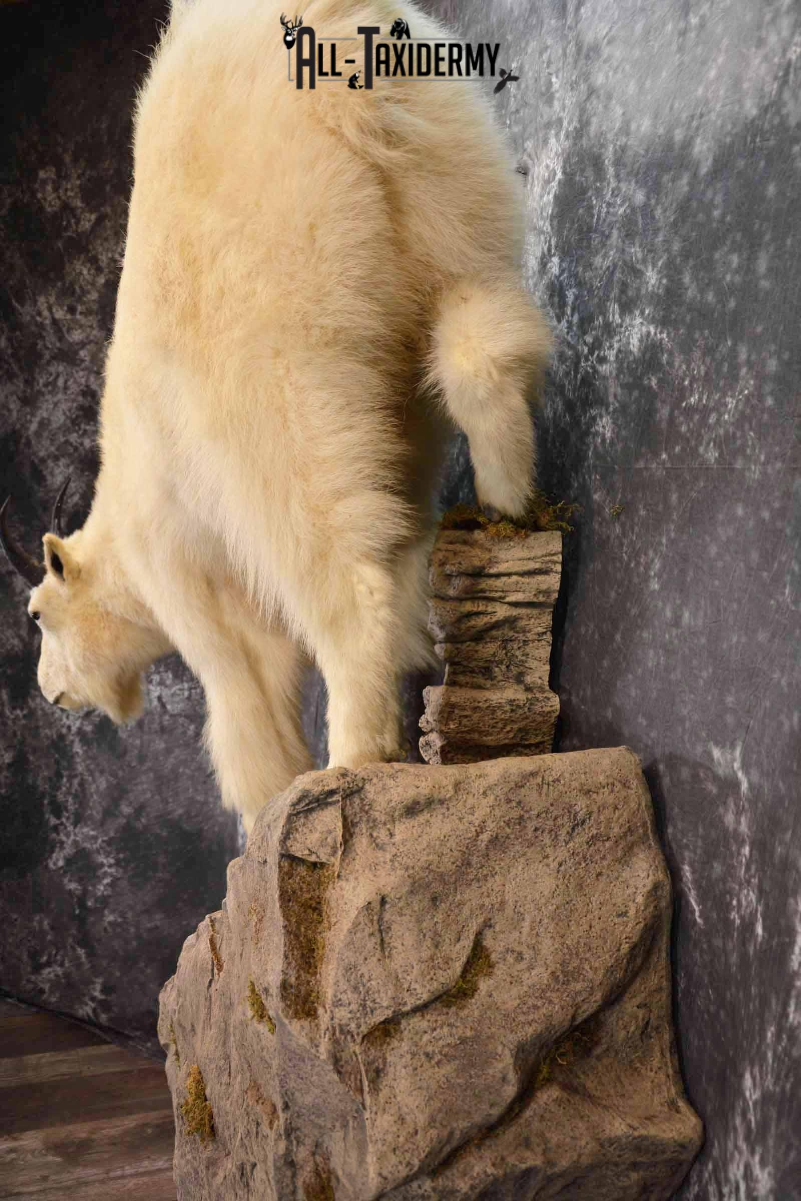 Mountain Goat Taxidermy Mount for Sale SKU 1299 - Image 8
