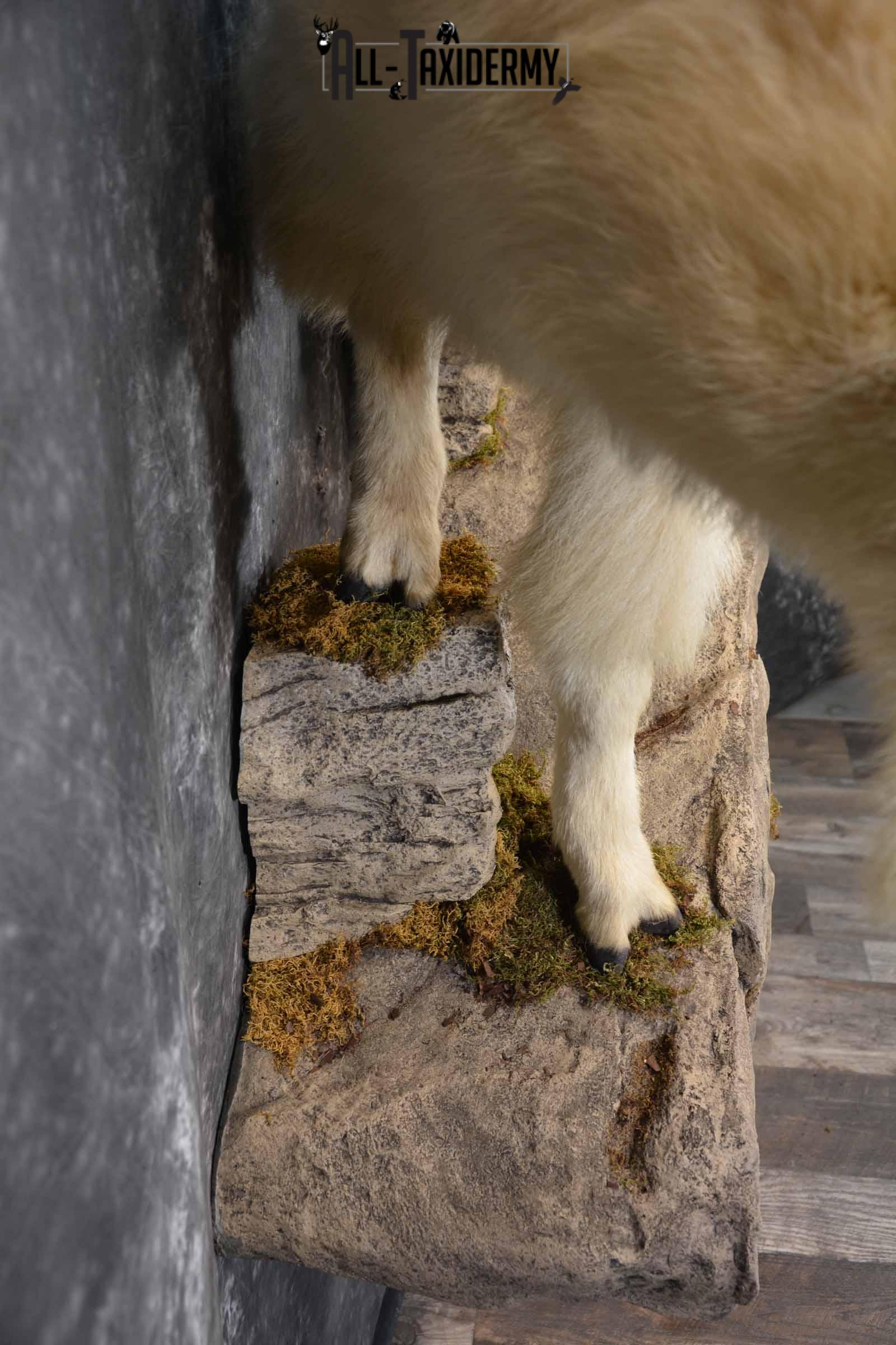 Mountain Goat Taxidermy Mount for Sale SKU 1299 - Image 9