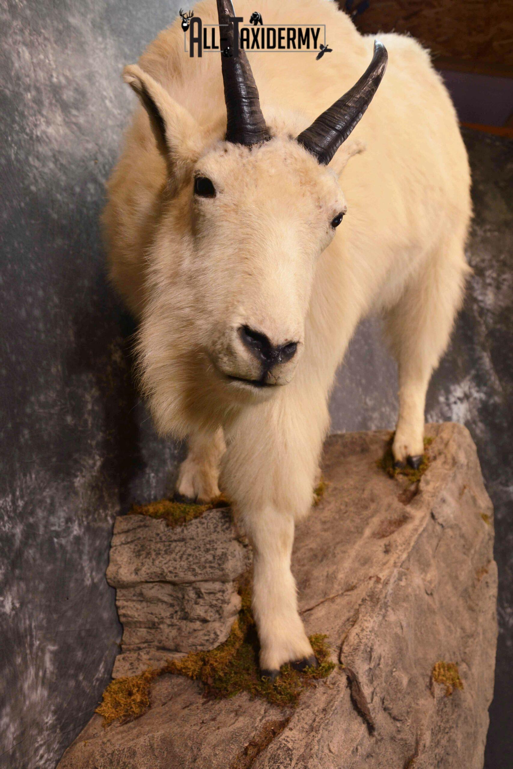 Mountain Goat Taxidermy Mount for Sale SKU 1299 - Image 10