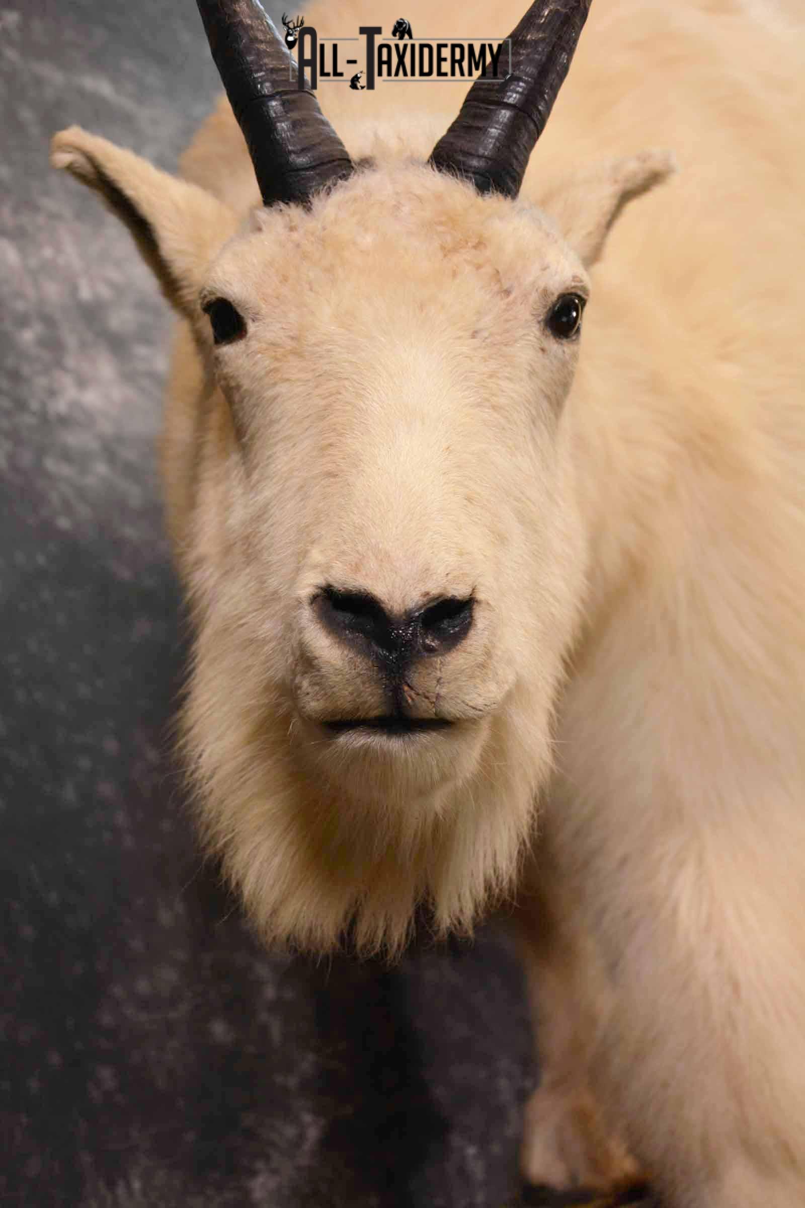 Mountain Goat Taxidermy Mount for Sale SKU 1299 - Image 11