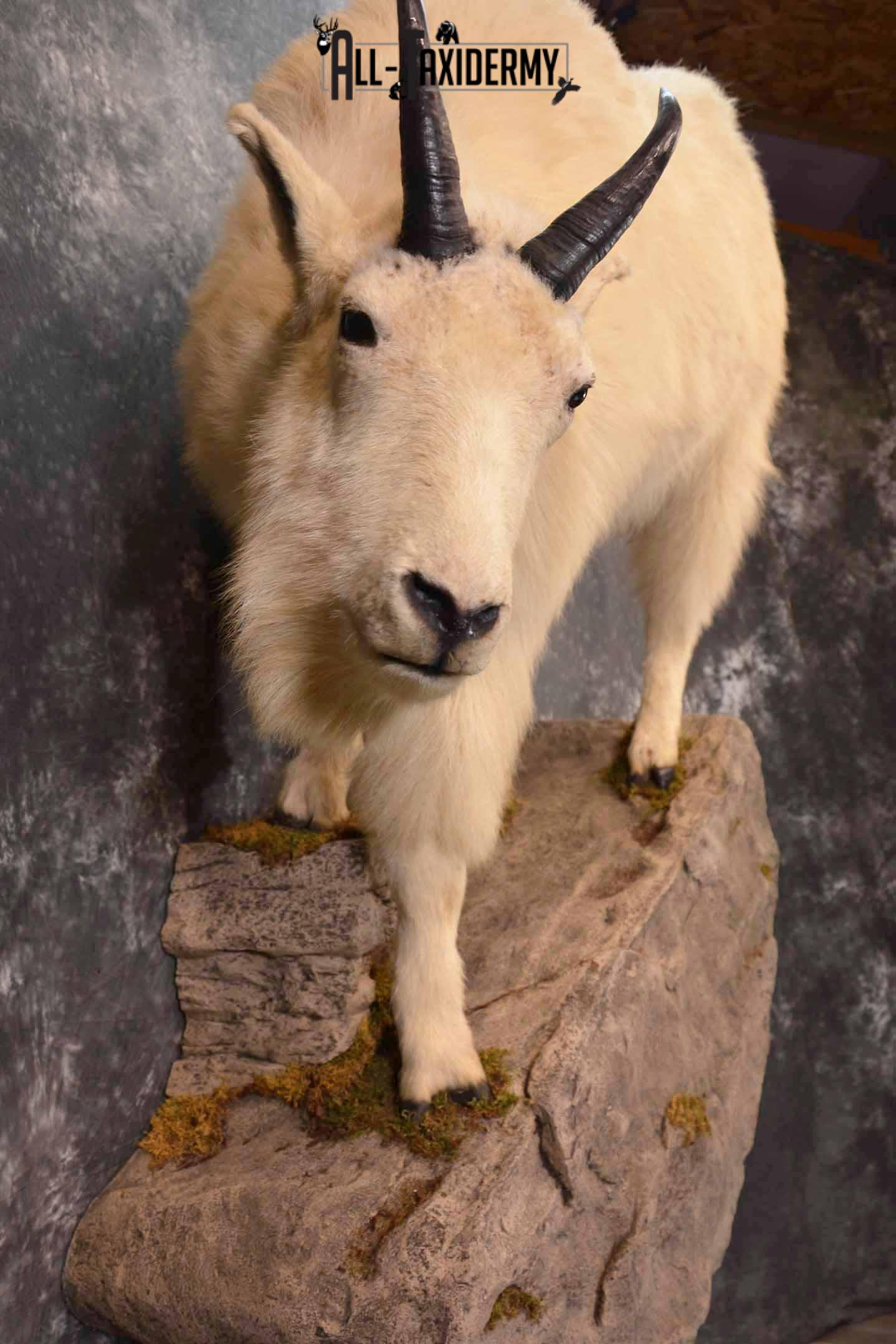 Mountain Goat Taxidermy Mount for Sale SKU 1299 - Image 12