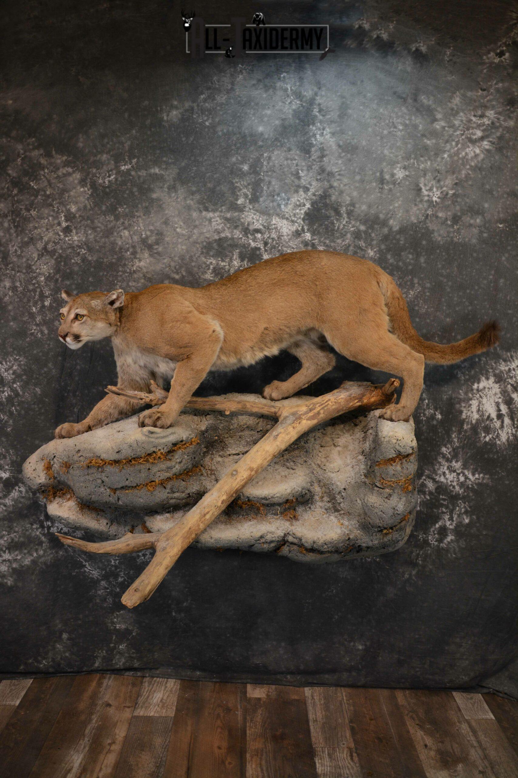 Mountain Lion, Cougar taxidermy mount for sale SKU 1373