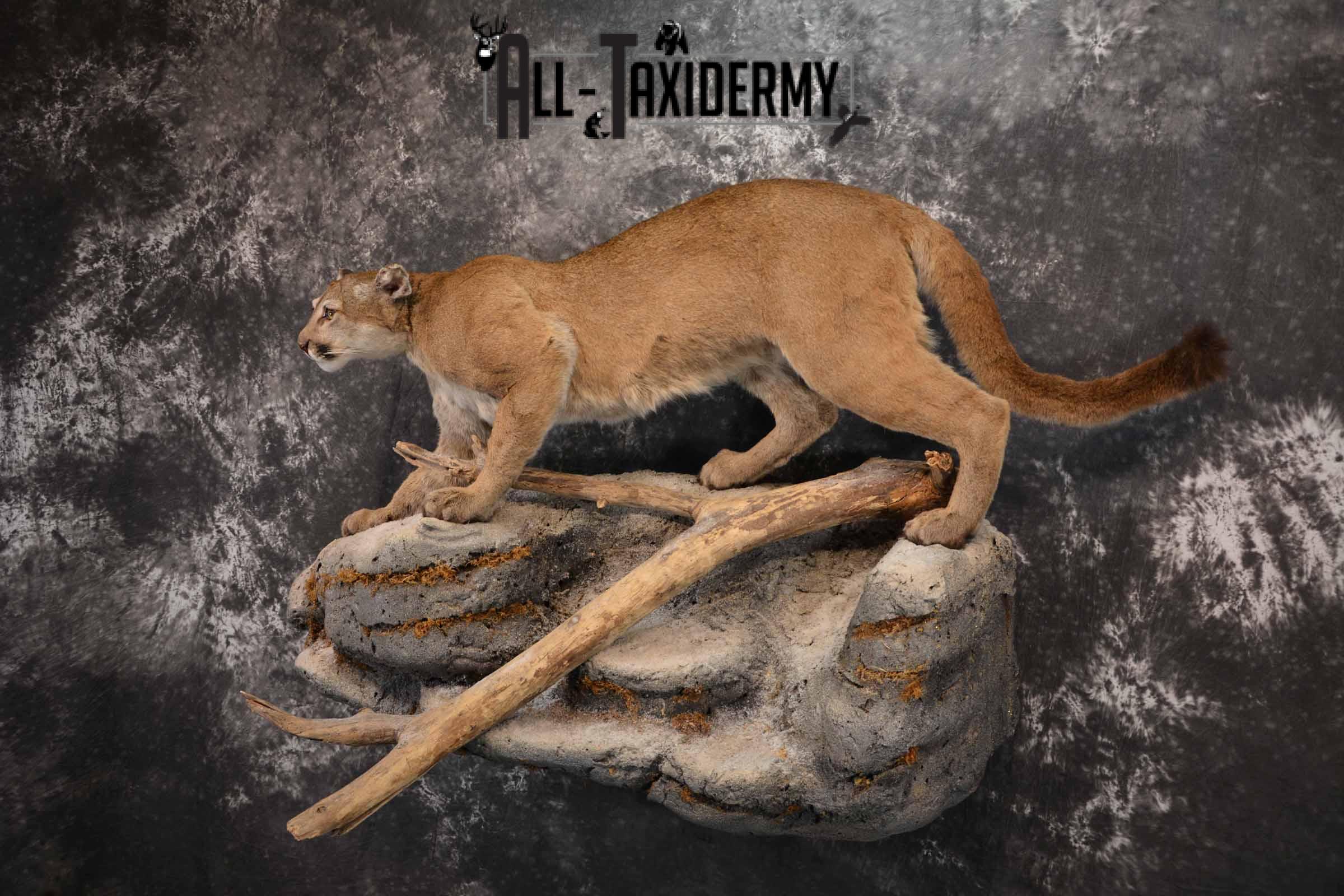 Mountain Lion, Cougar taxidermy mount for sale SKU 1373 - Image 2