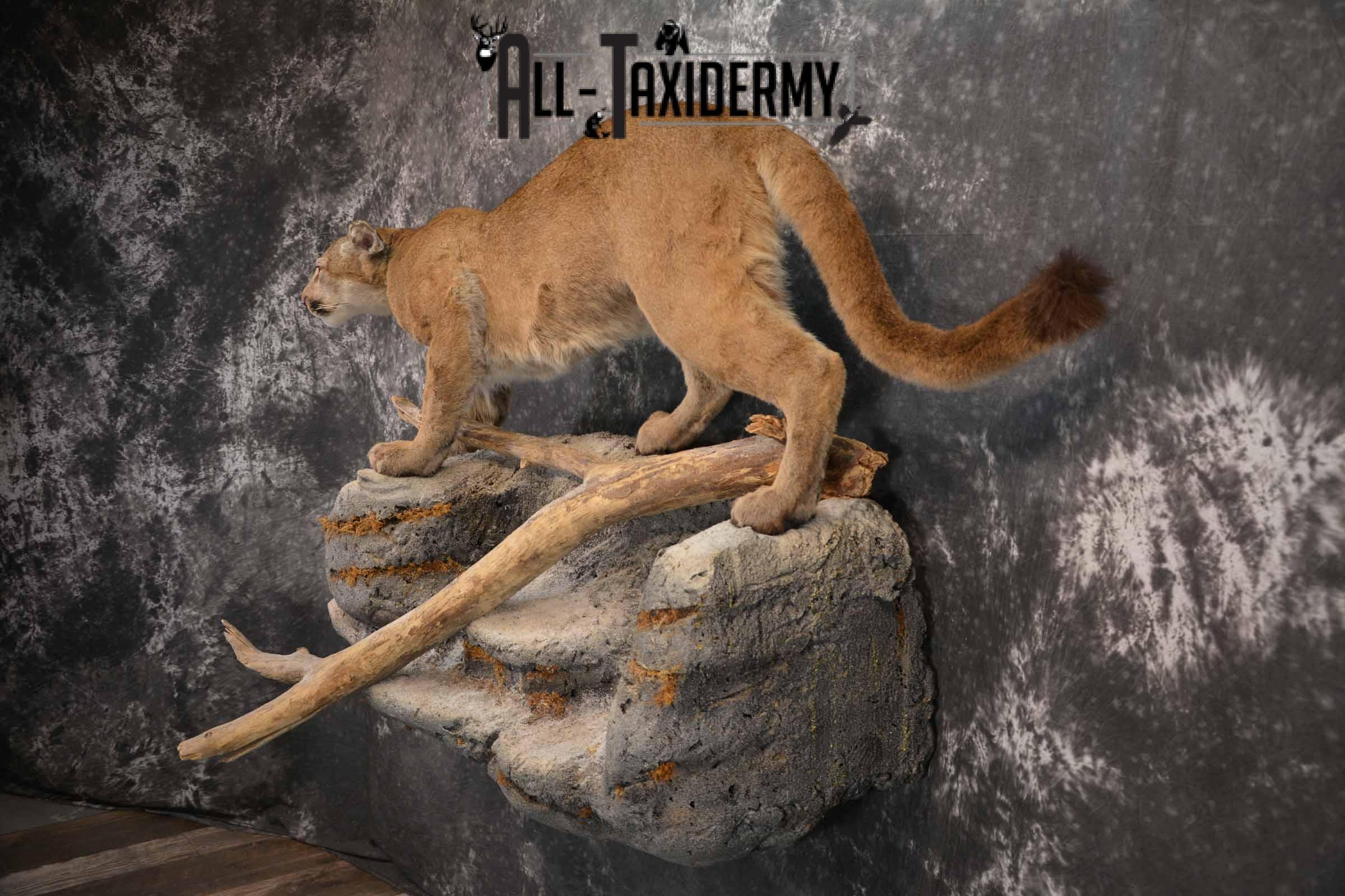 Mountain Lion, Cougar taxidermy mount for sale SKU 1373 - Image 3