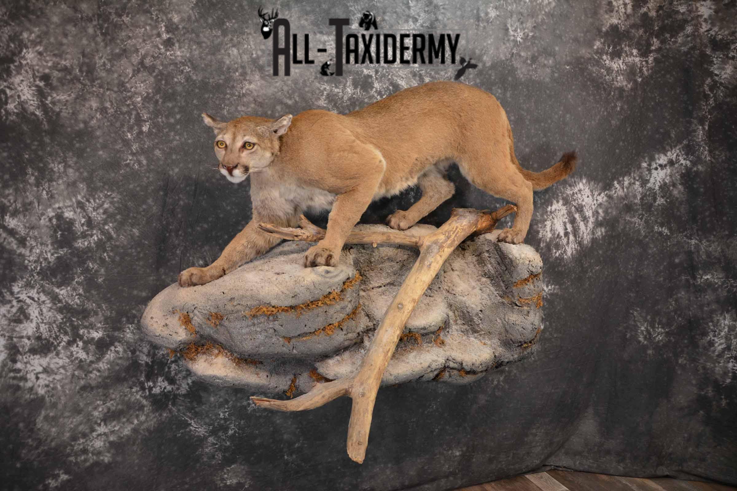 Mountain Lion, Cougar taxidermy mount for sale SKU 1373 - Image 4