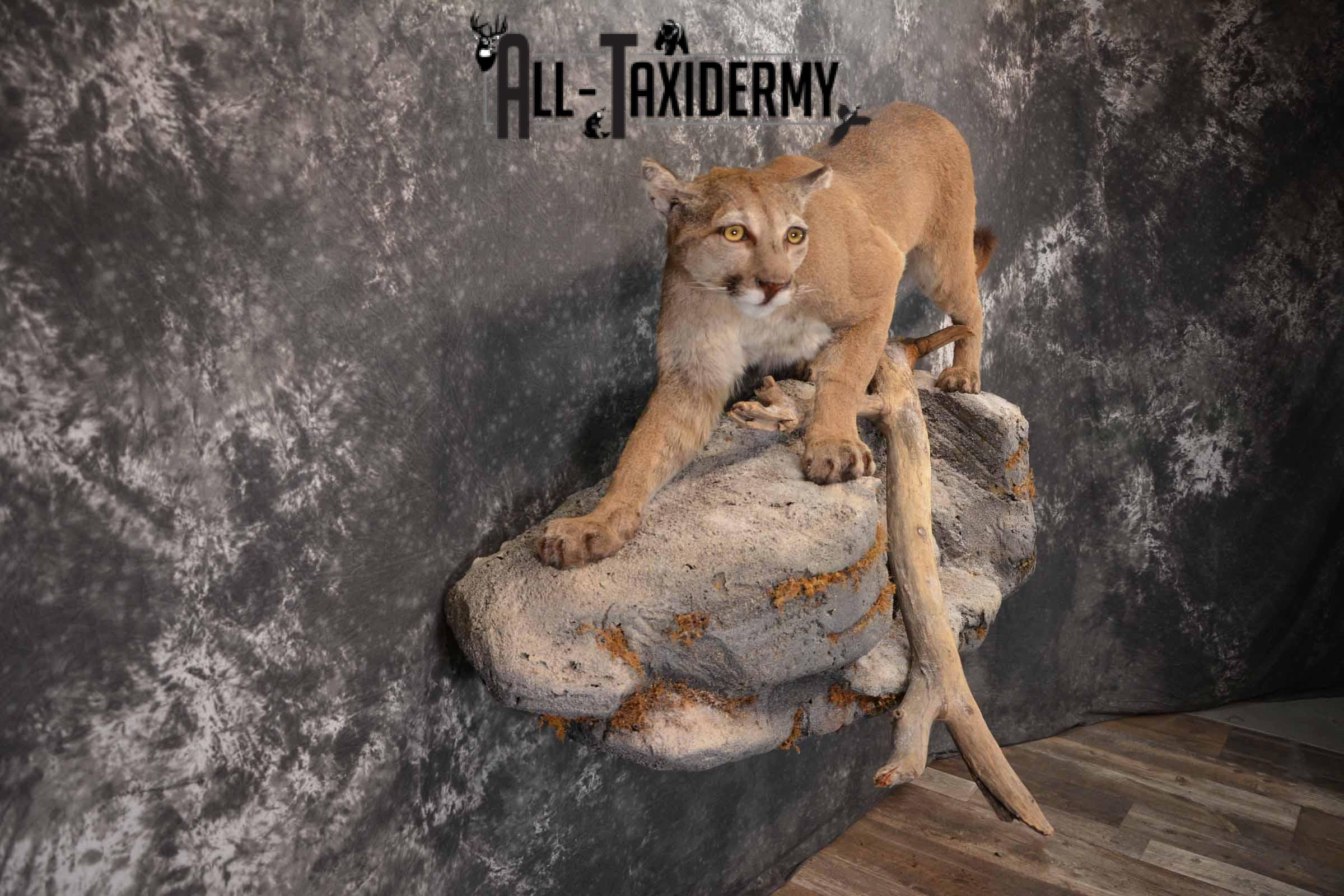 Mountain Lion, Cougar taxidermy mount for sale SKU 1373 - Image 5