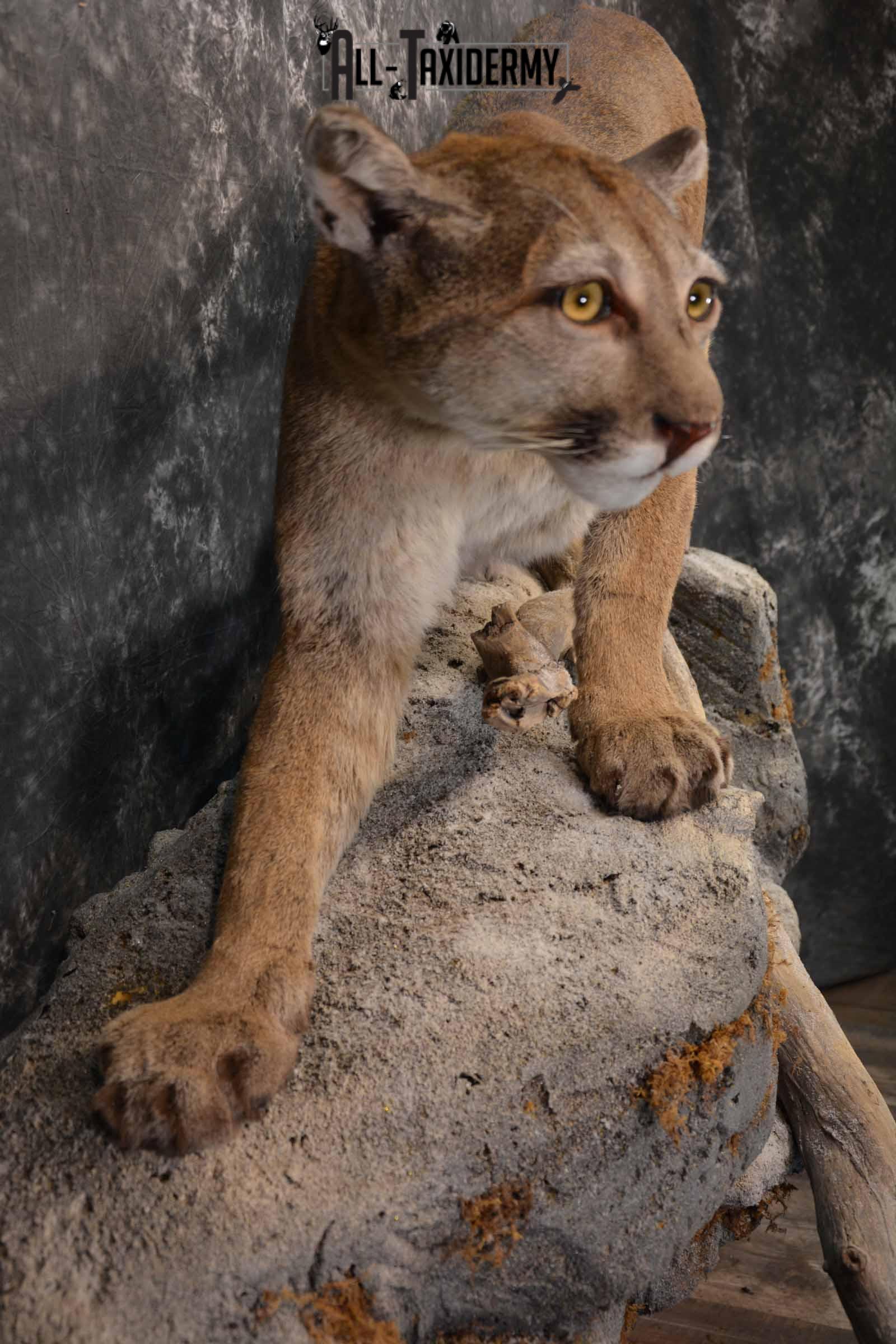 Mountain Lion, Cougar taxidermy mount for sale SKU 1373 - Image 6