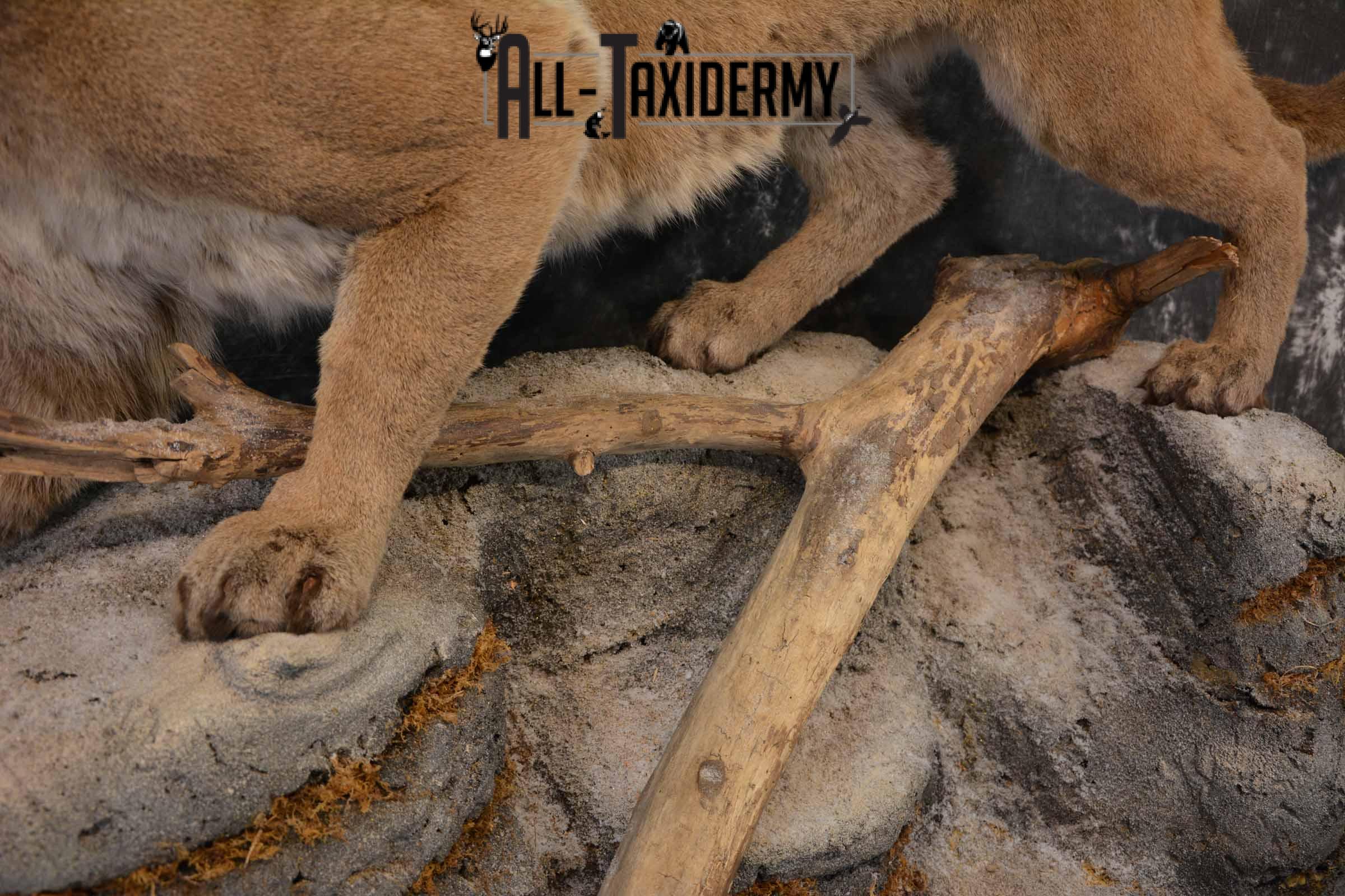 Mountain Lion, Cougar taxidermy mount for sale SKU 1373 - Image 7