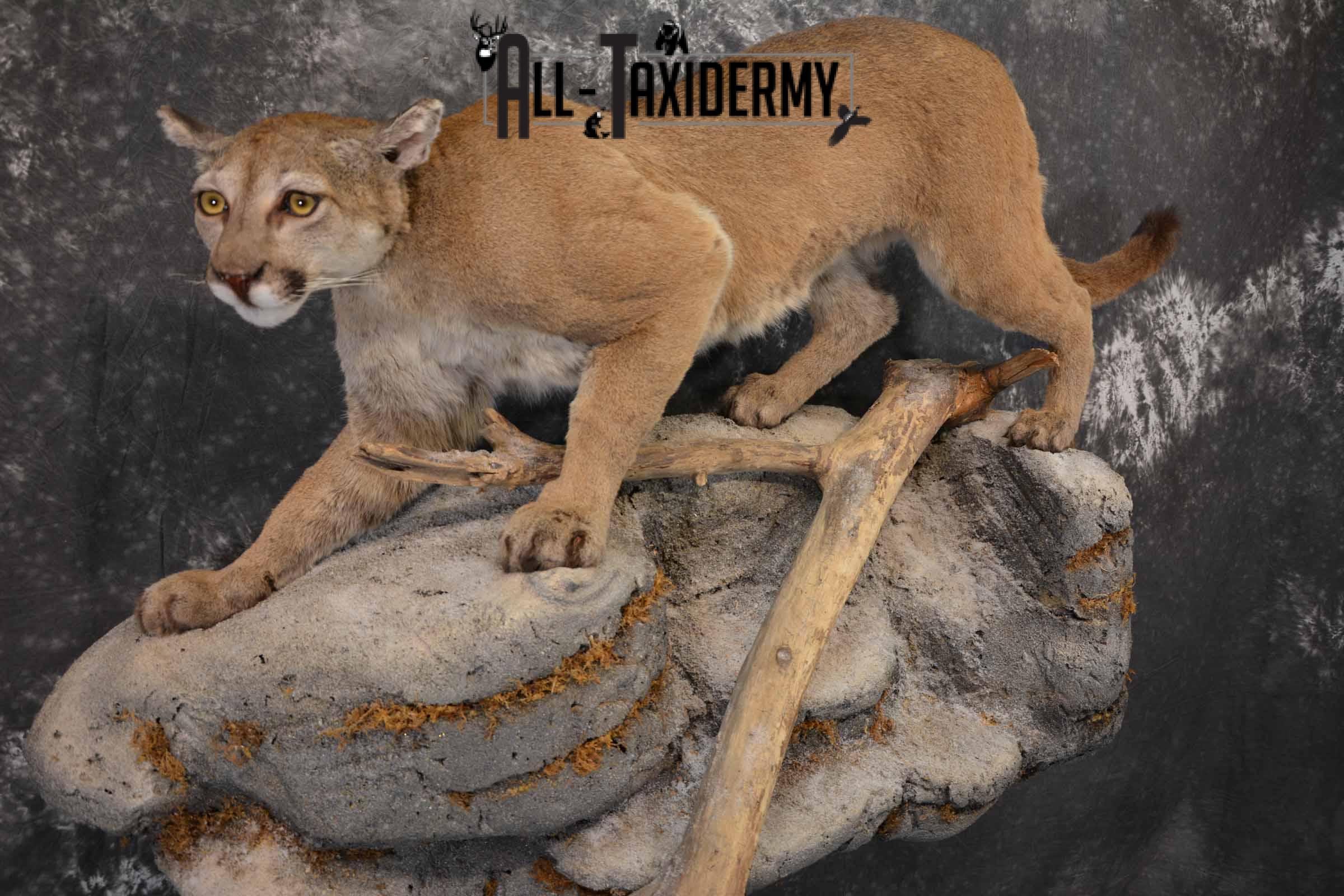 Mountain Lion, Cougar taxidermy mount for sale SKU 1373 - Image 8