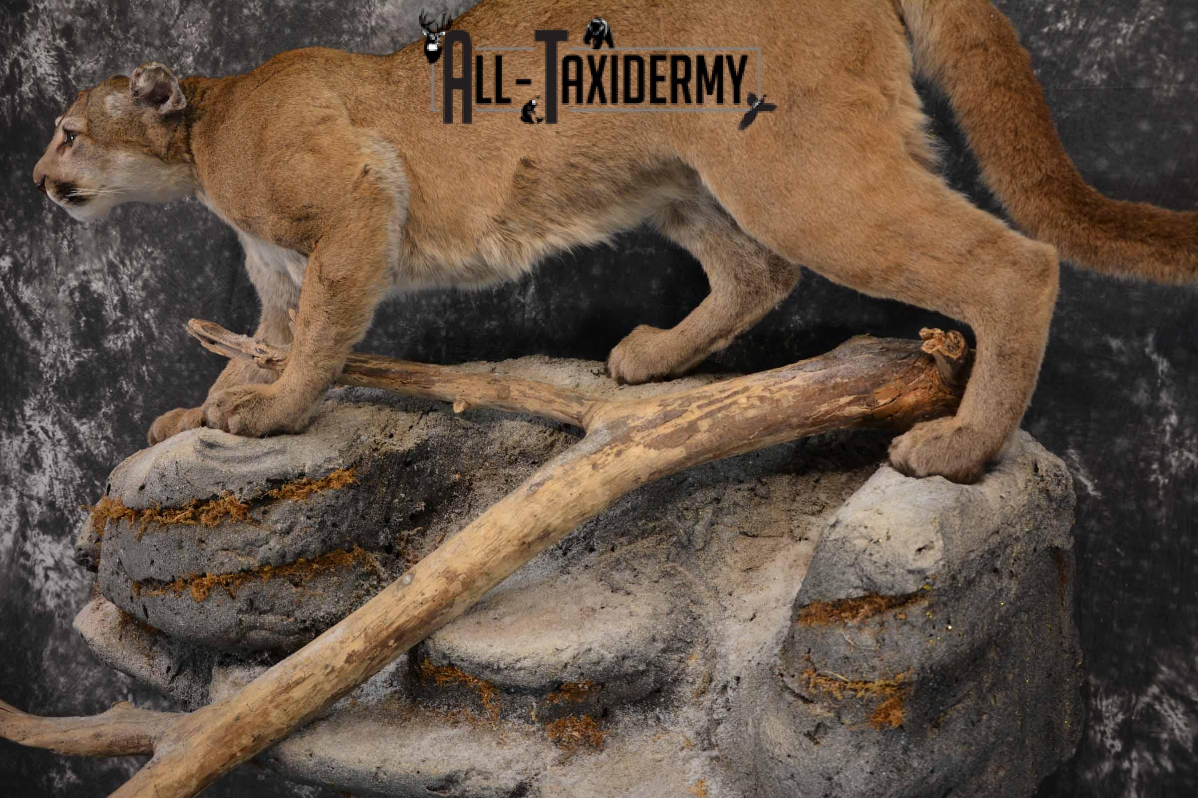 Mountain Lion, Cougar taxidermy mount for sale SKU 1373 - Image 9