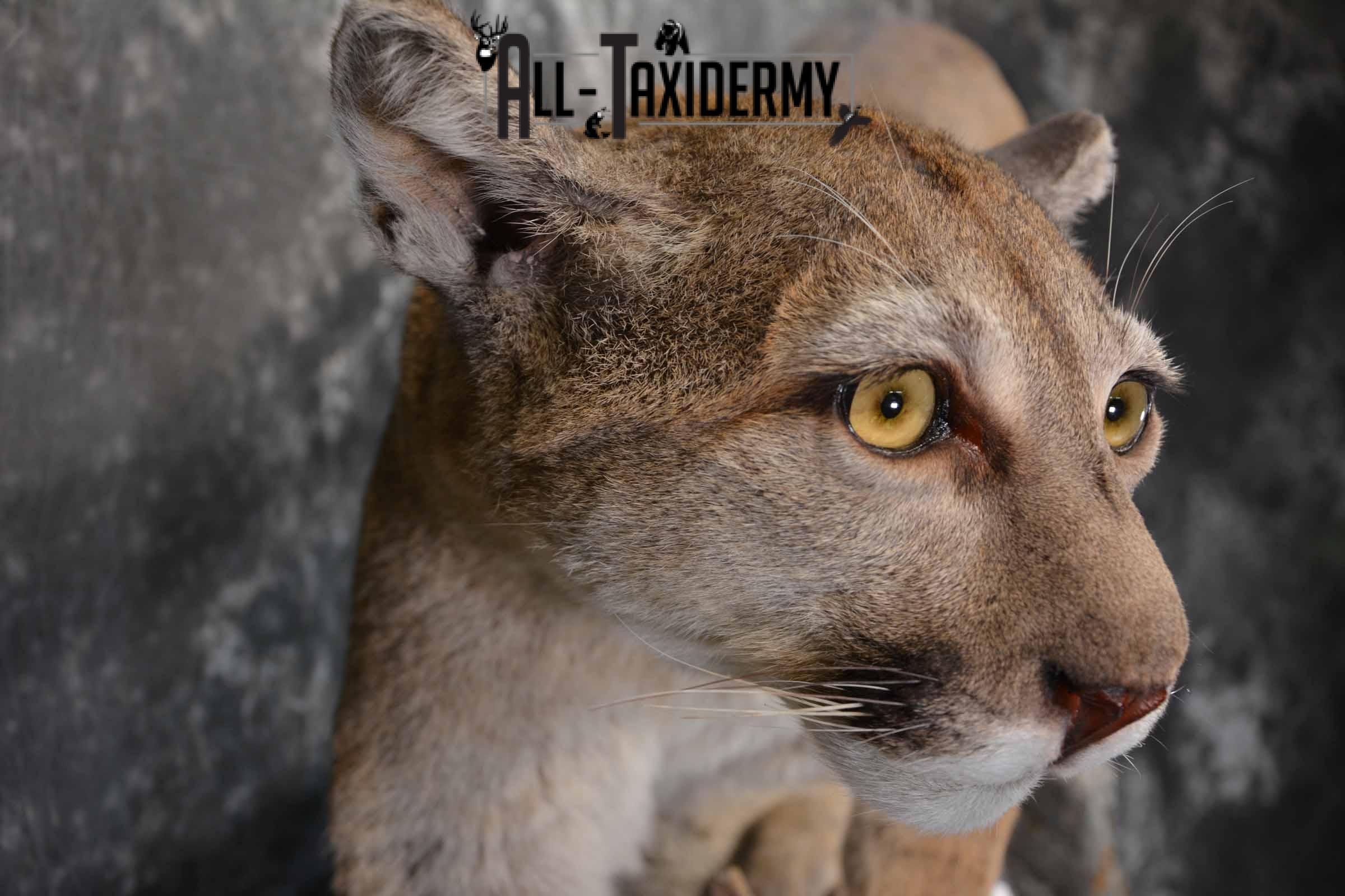 Mountain Lion, Cougar taxidermy mount for sale SKU 1373 - Image 10