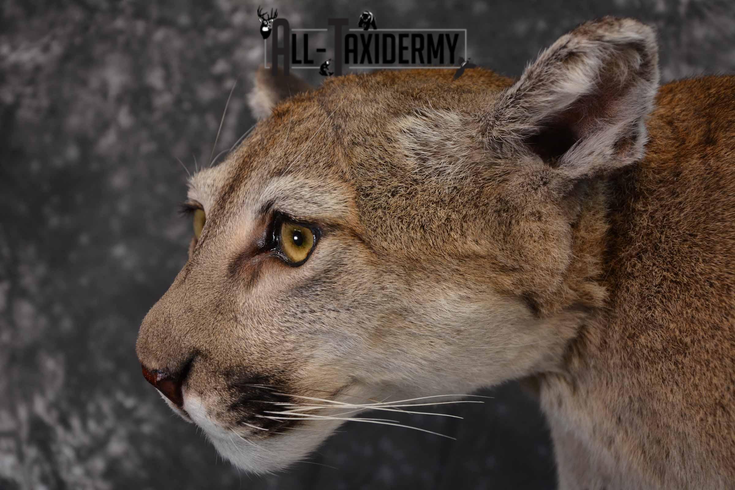Mountain Lion, Cougar taxidermy mount for sale SKU 1373 - Image 11