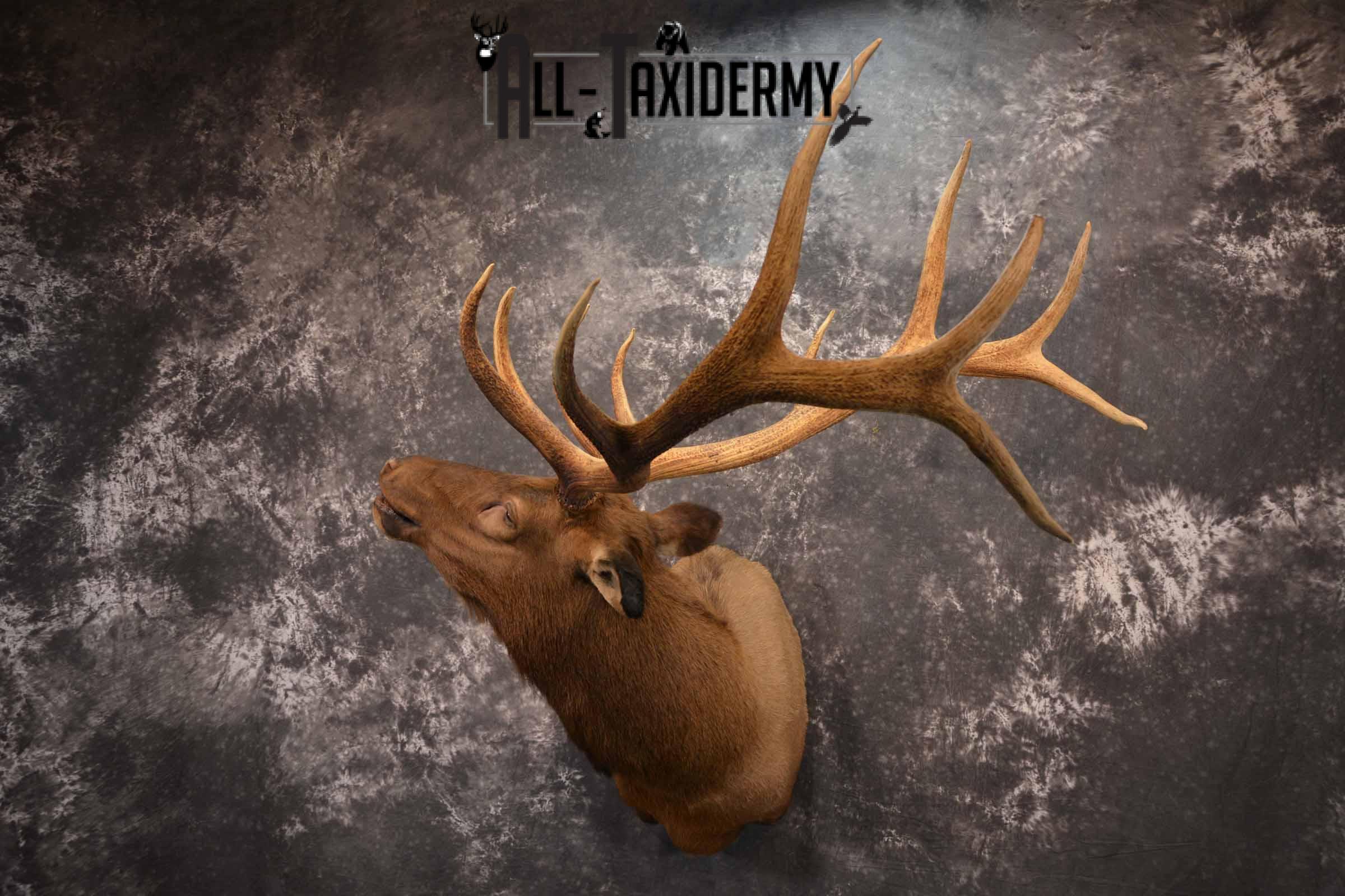 Elk Taxidermy Shoulder Mount for Sale SKU 1261 - Image 2