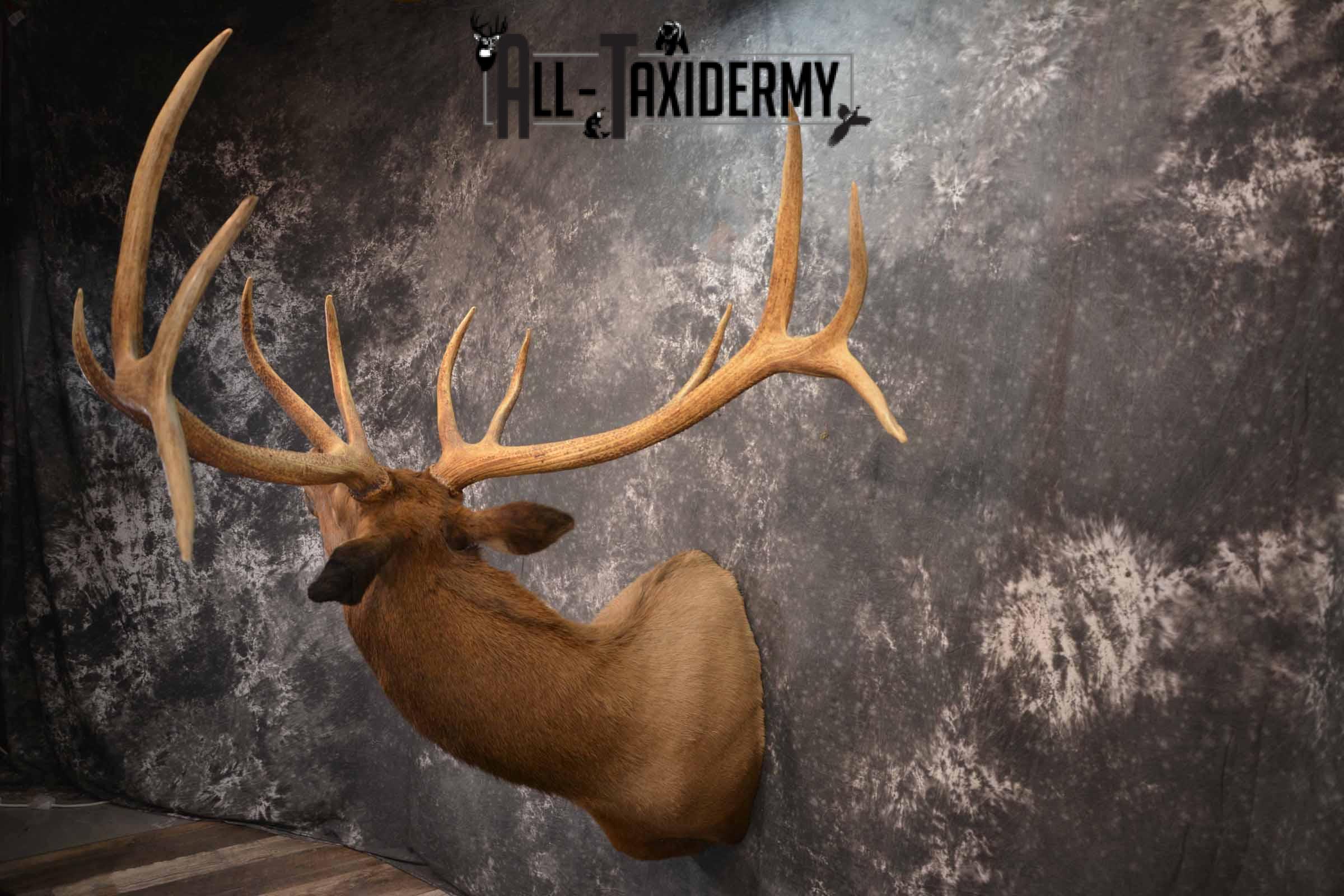 Elk Taxidermy Shoulder Mount for Sale SKU 1261 - Image 3