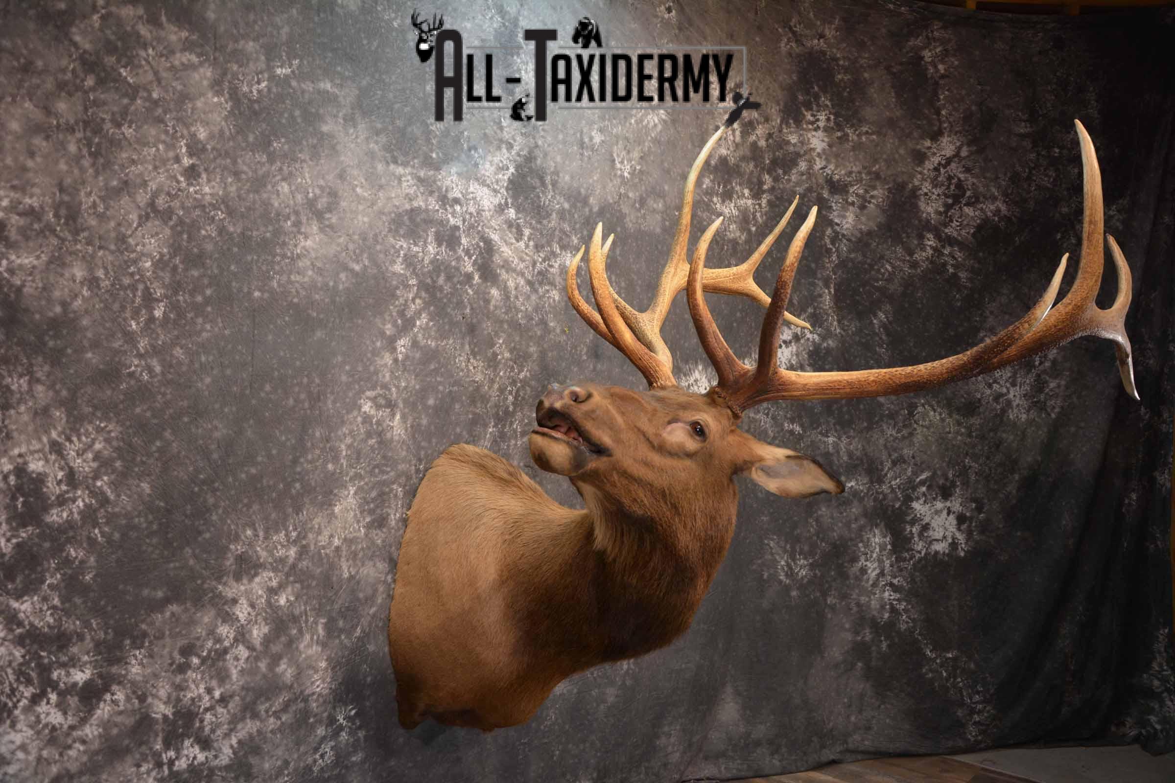 Elk Taxidermy Shoulder Mount for Sale SKU 1261 - Image 5