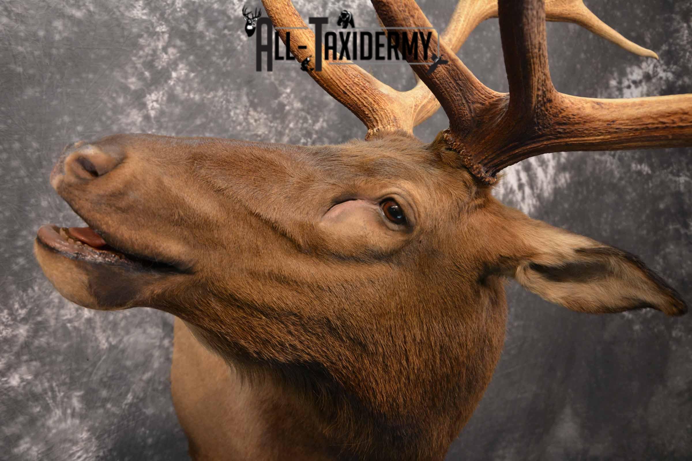 Elk Taxidermy Shoulder Mount for Sale SKU 1261 - Image 6