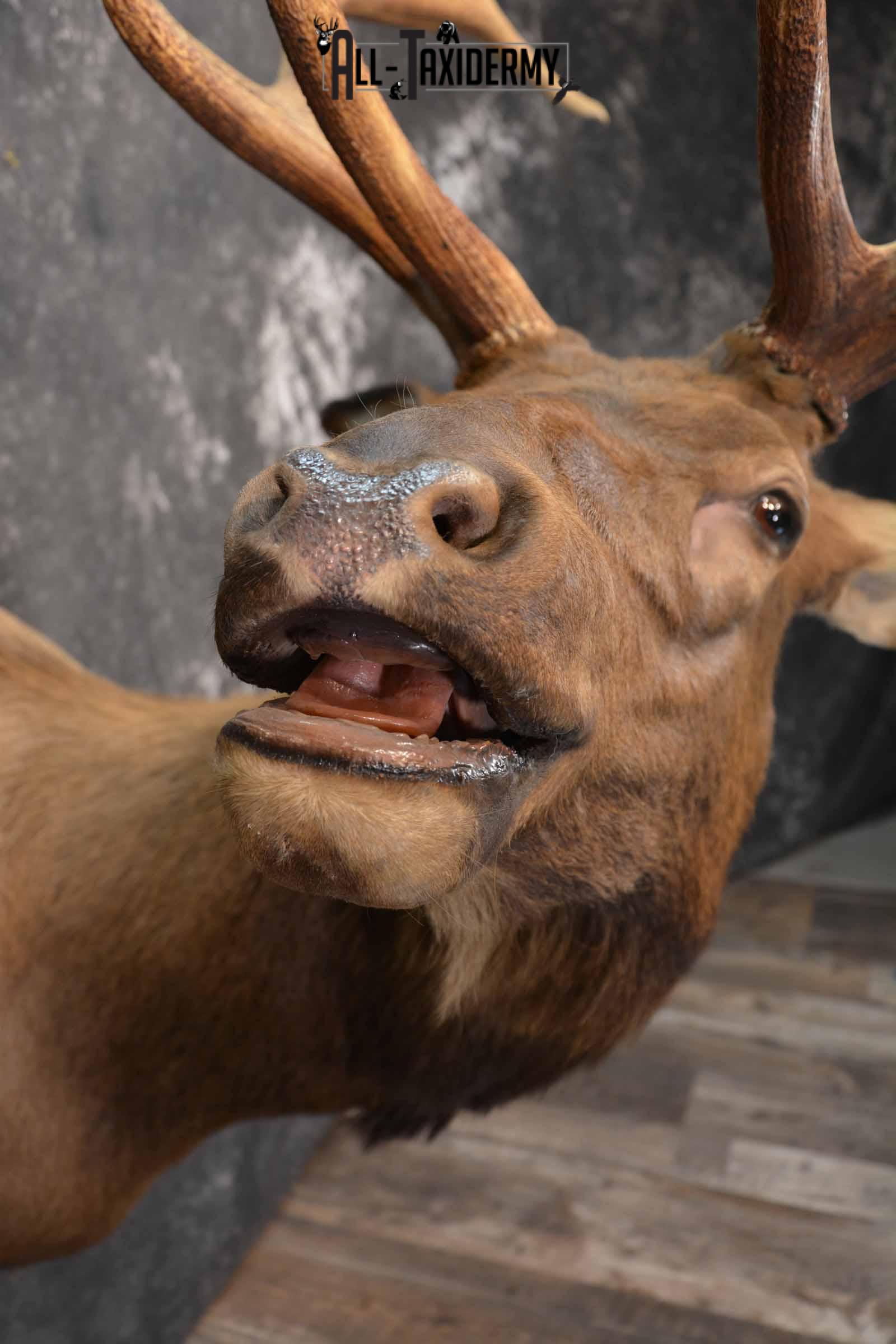 Elk Taxidermy Shoulder Mount for Sale SKU 1261 - Image 7