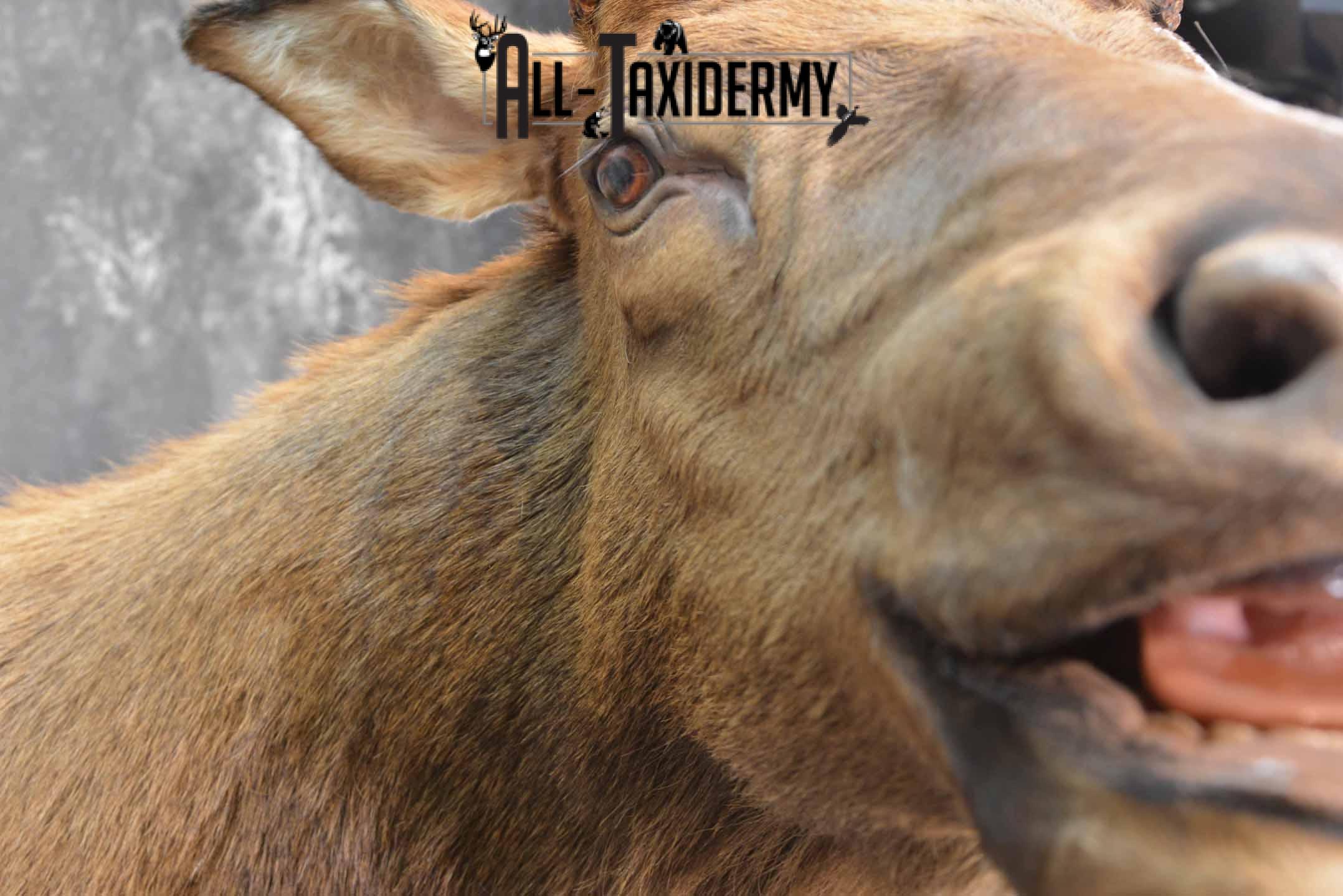 Elk Taxidermy Shoulder Mount for Sale SKU 1261 - Image 8