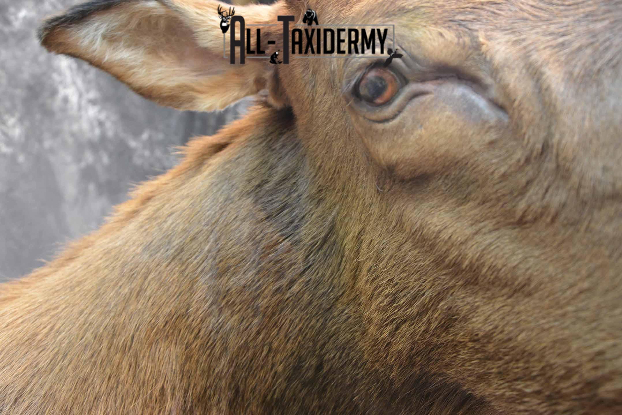 Elk Taxidermy Shoulder Mount for Sale SKU 1261 - Image 9