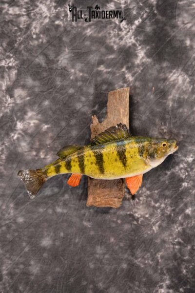 Perch Stringer Taxidermy Fish Mount For Sale #23698 - The Taxidermy Store