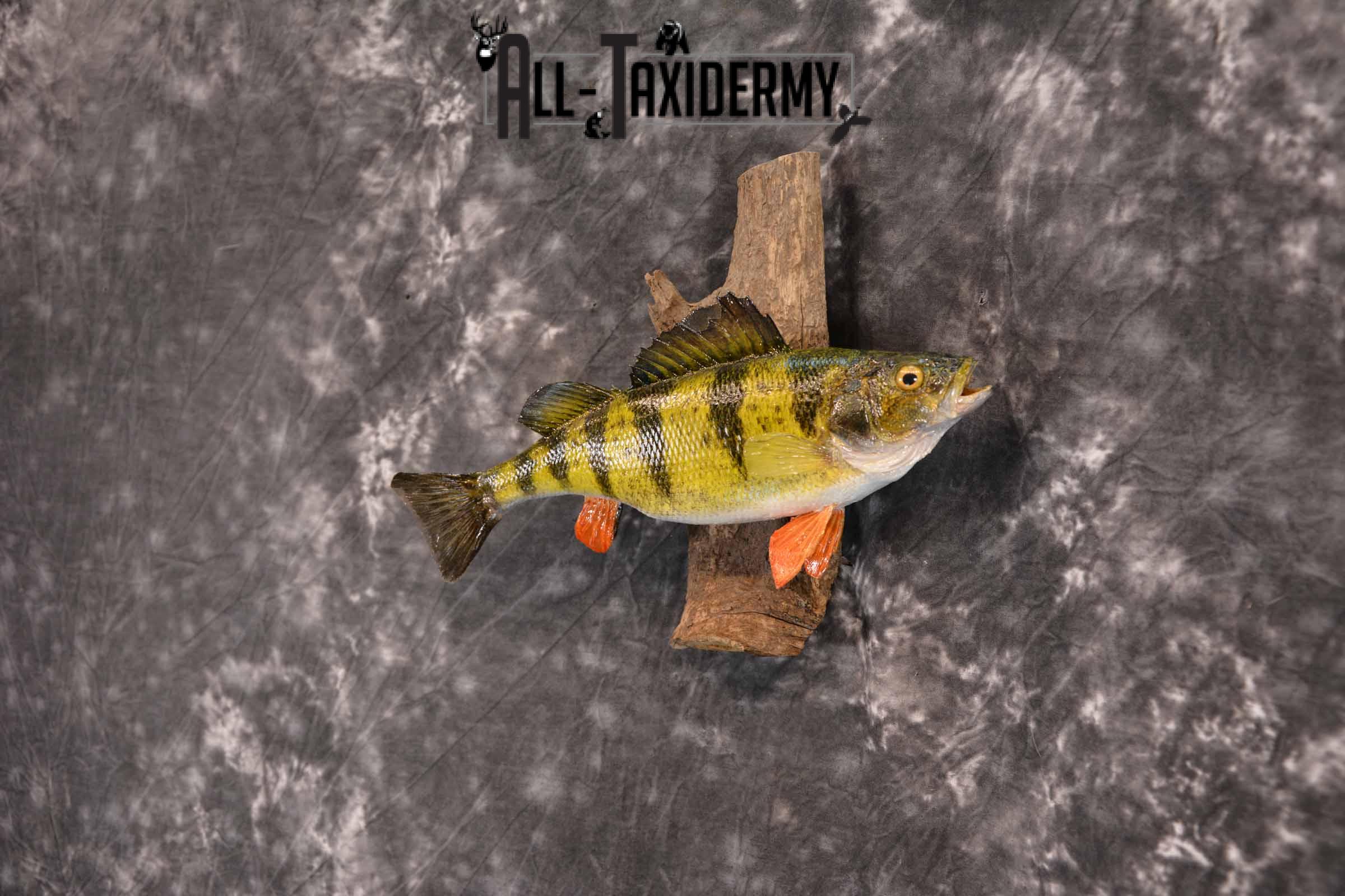 Perch Taxidermy Skin Mount SKU 1397 - Image 2