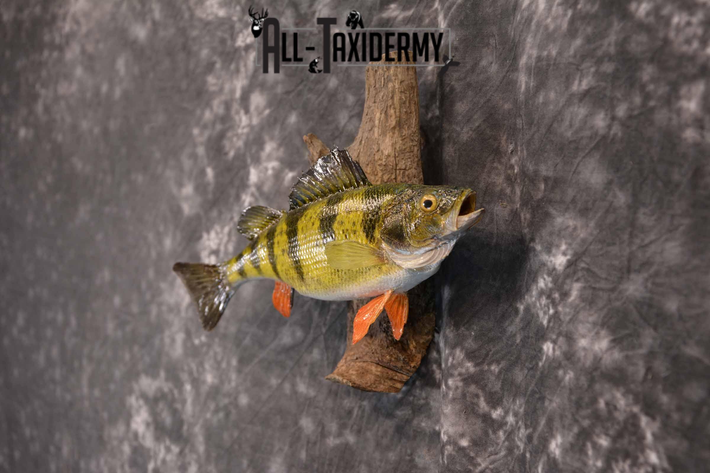 Perch Taxidermy Skin Mount SKU 1397 - Image 3