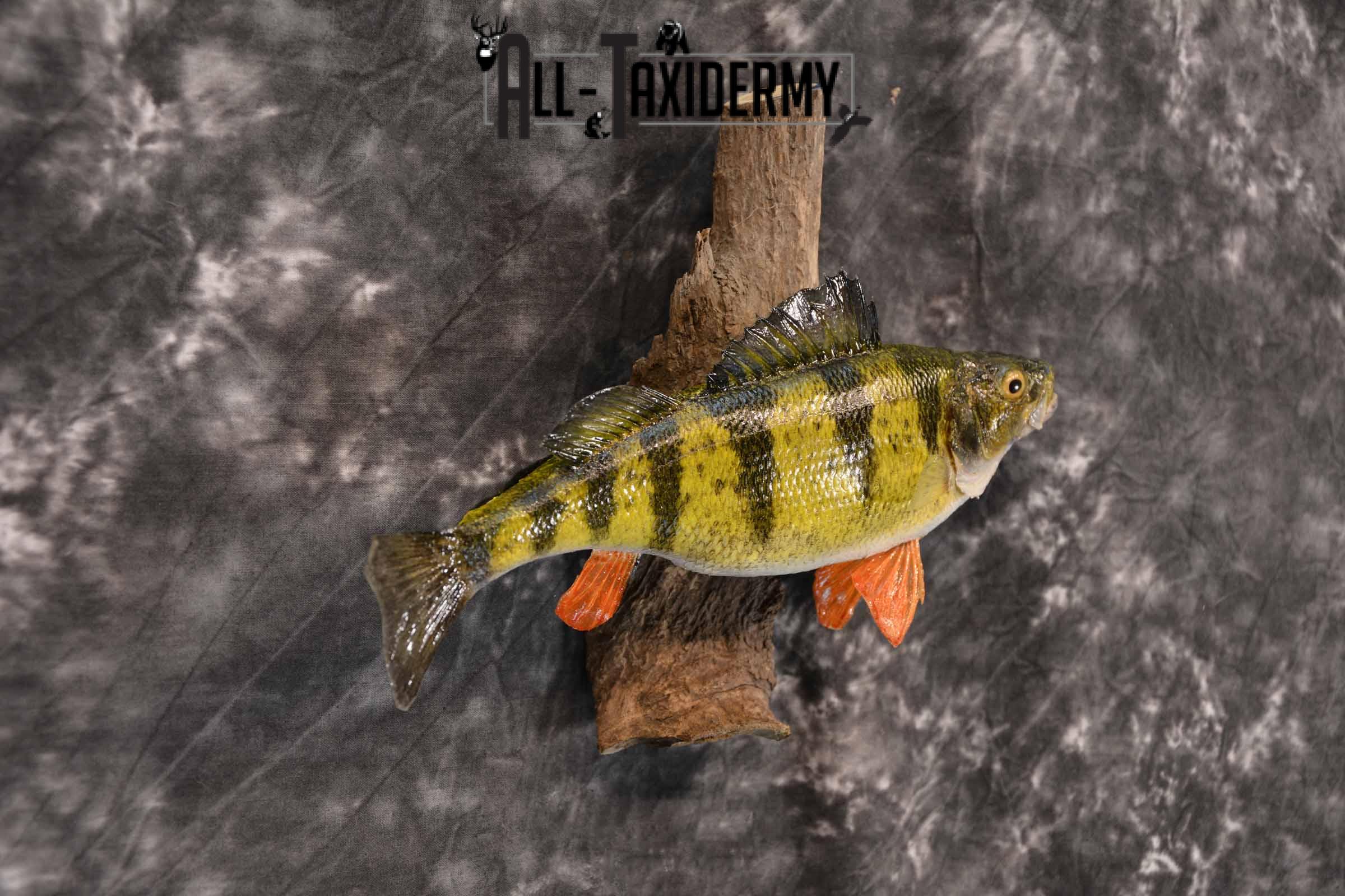 Perch Taxidermy Skin Mount SKU 1397 - Image 4