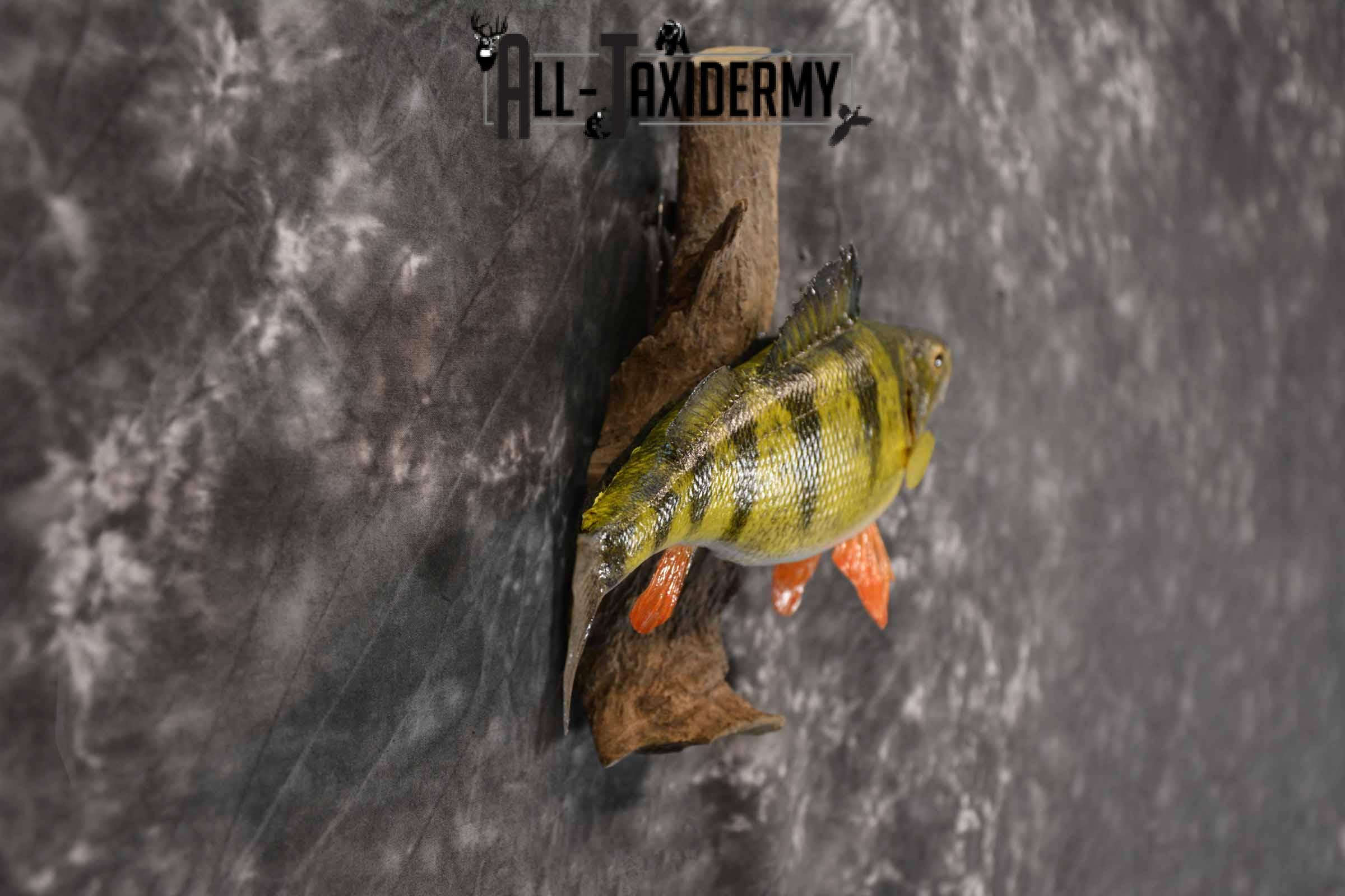 Perch Taxidermy Skin Mount SKU 1397 - Image 5