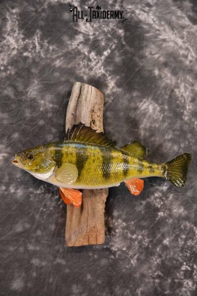 Perch Taxidermy Skin Mount SKU 1393