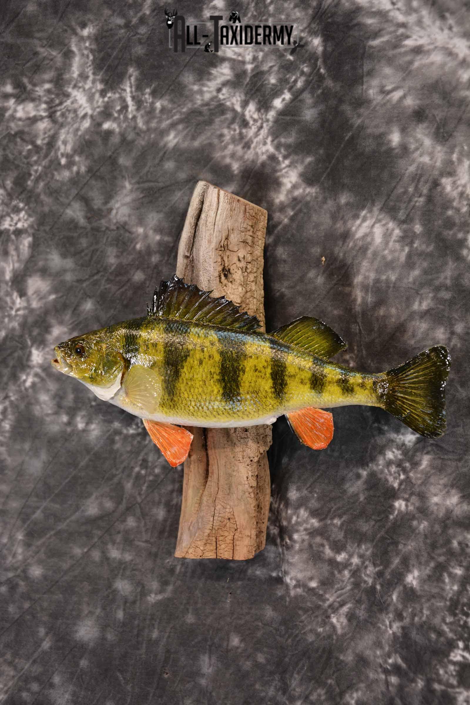 Perch Taxidermy Skin Mount SKU 1393 - Image 2