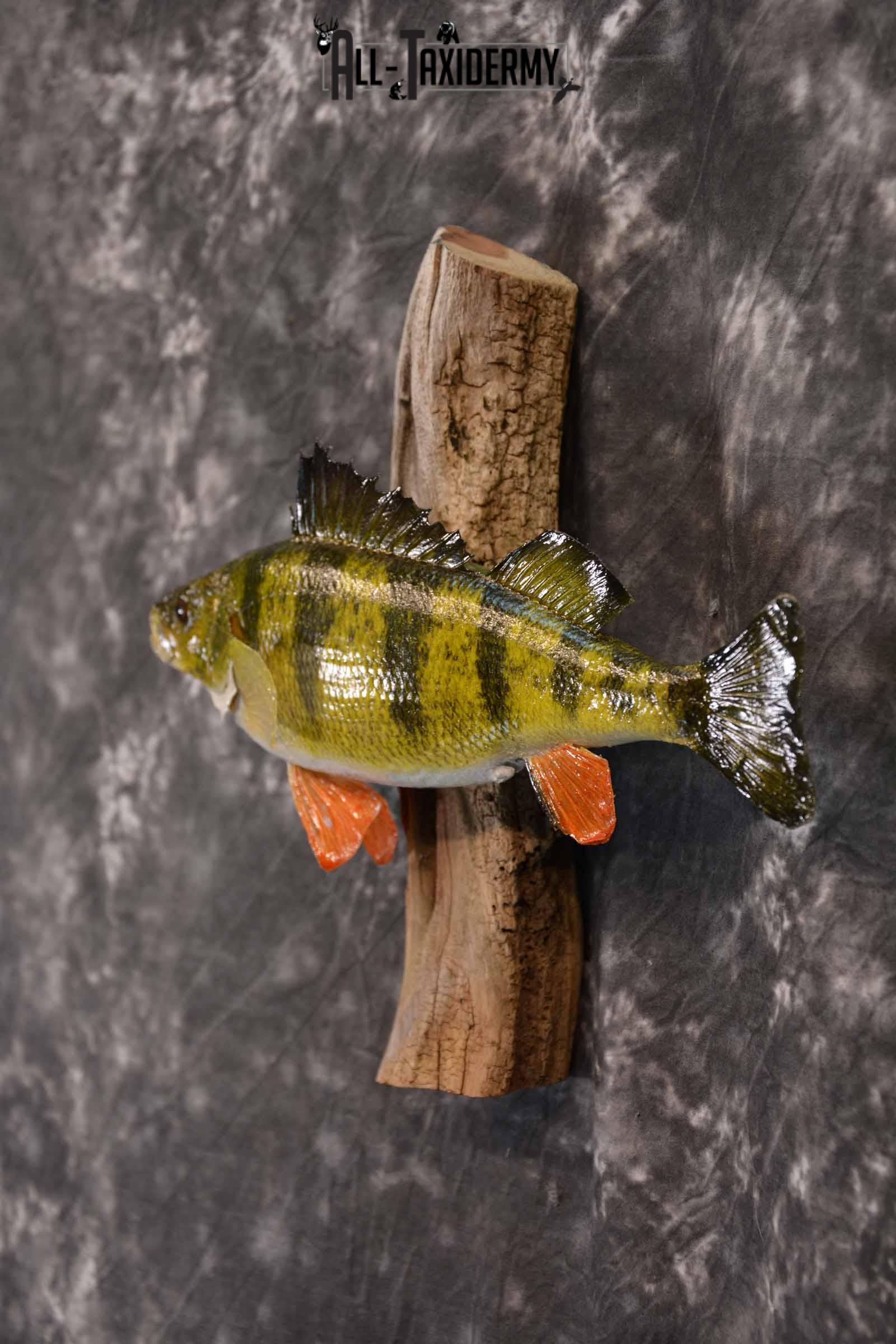 Perch Taxidermy Skin Mount SKU 1393 - Image 3