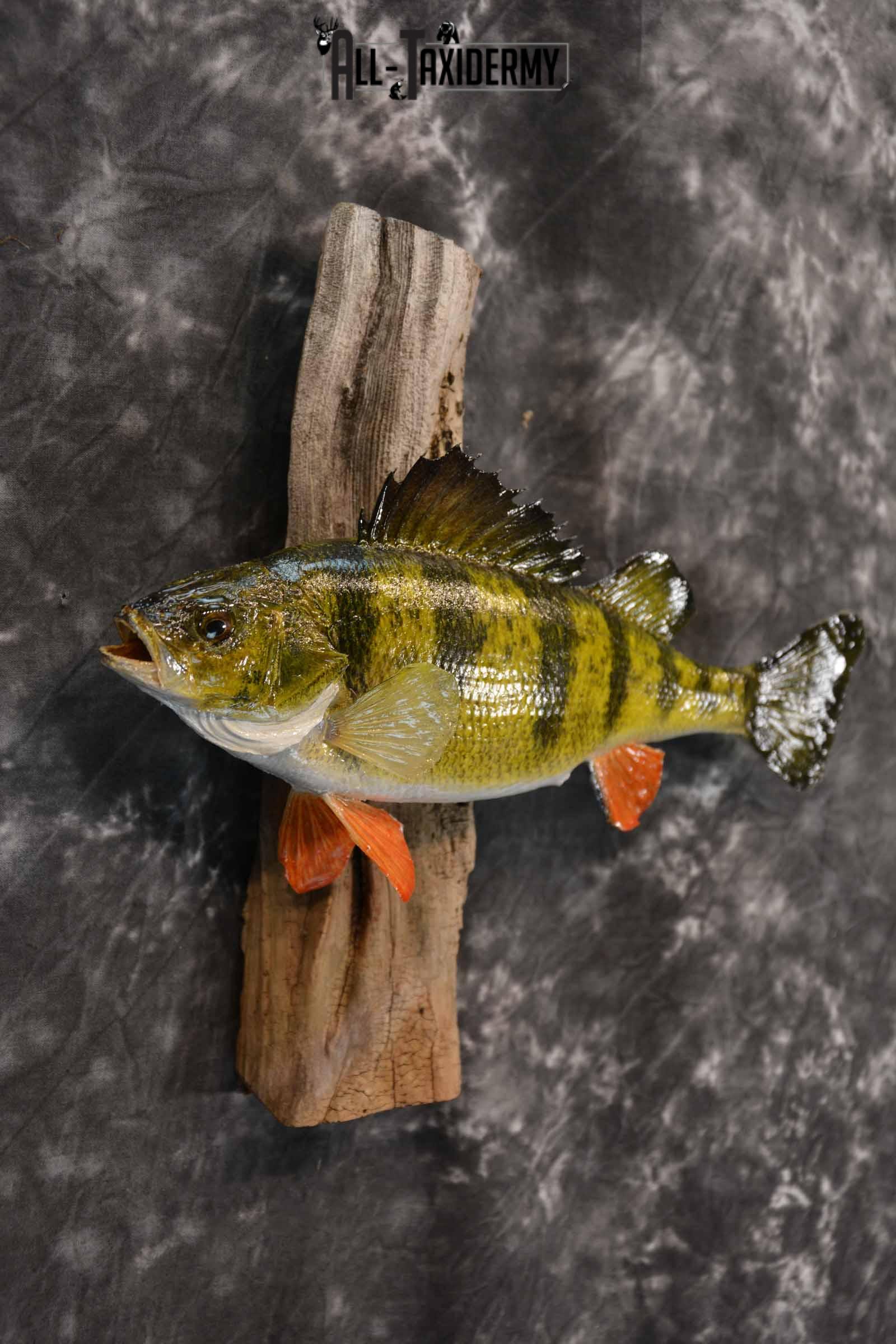 Perch Taxidermy Skin Mount SKU 1393 - Image 4