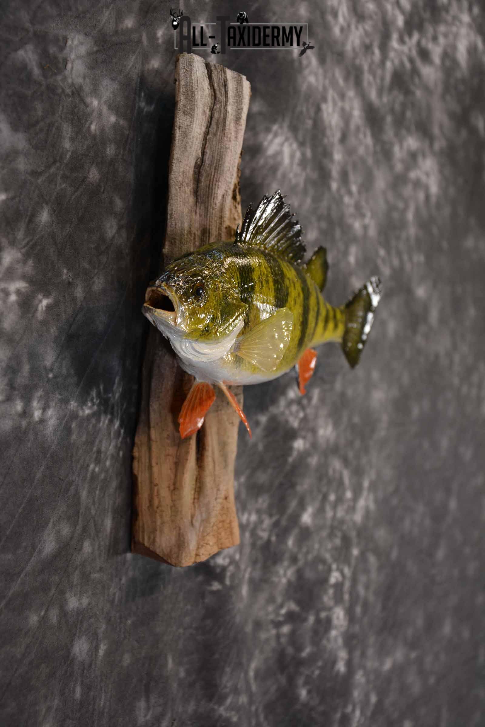 Perch Taxidermy Skin Mount SKU 1393 - Image 5