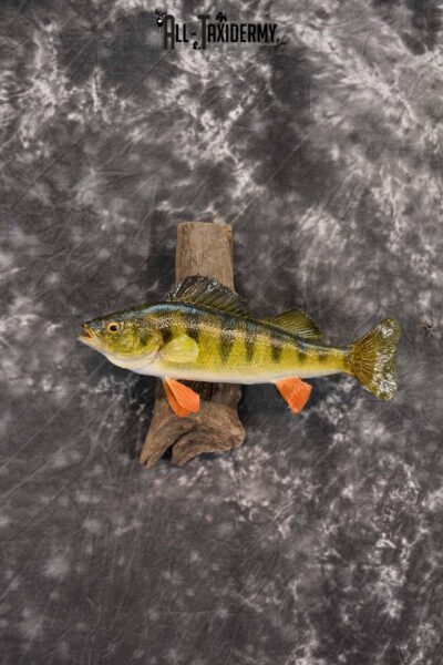 Perch Taxidermy Skin Mount SKU 1396