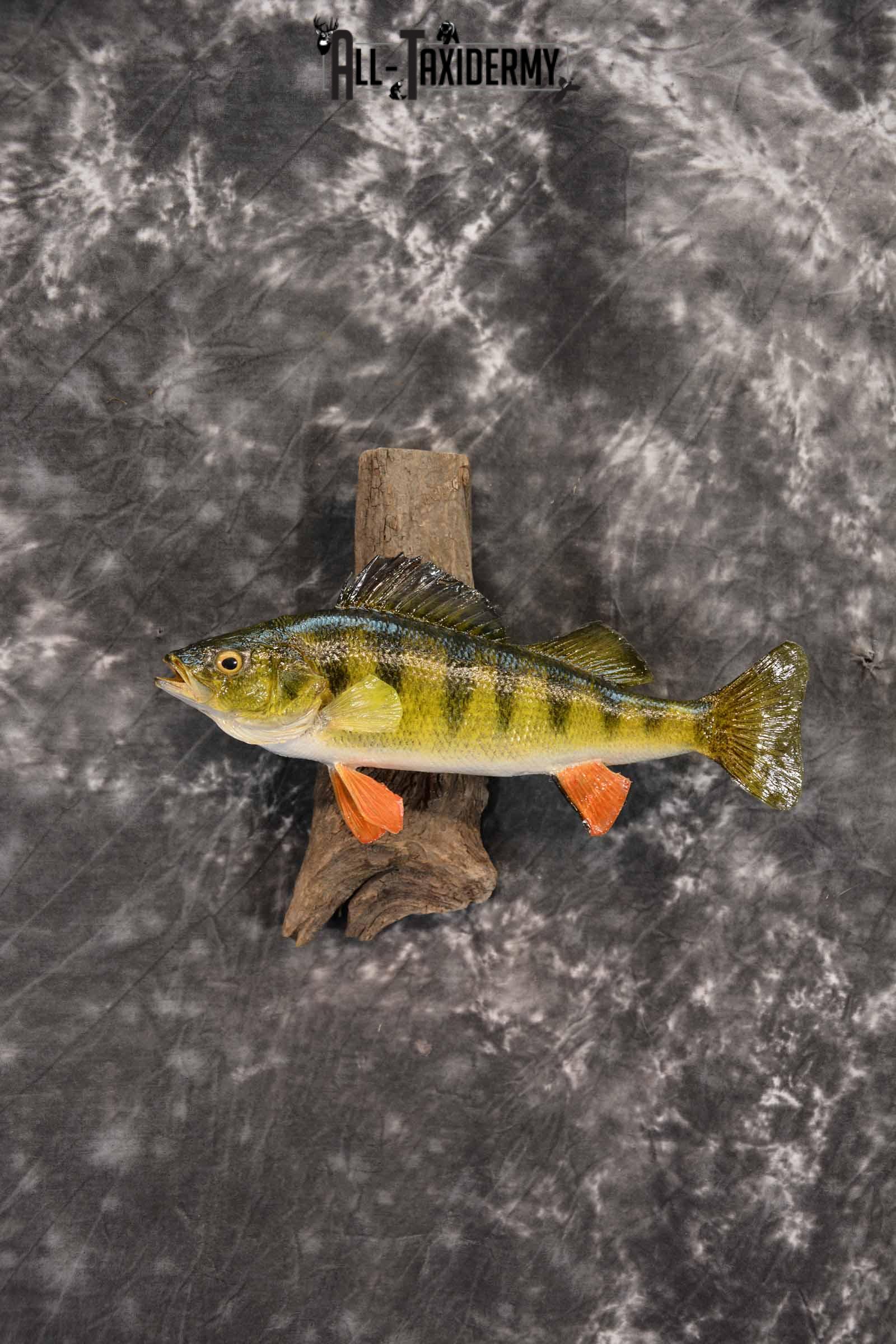 Perch Taxidermy Skin Mount SKU 1396