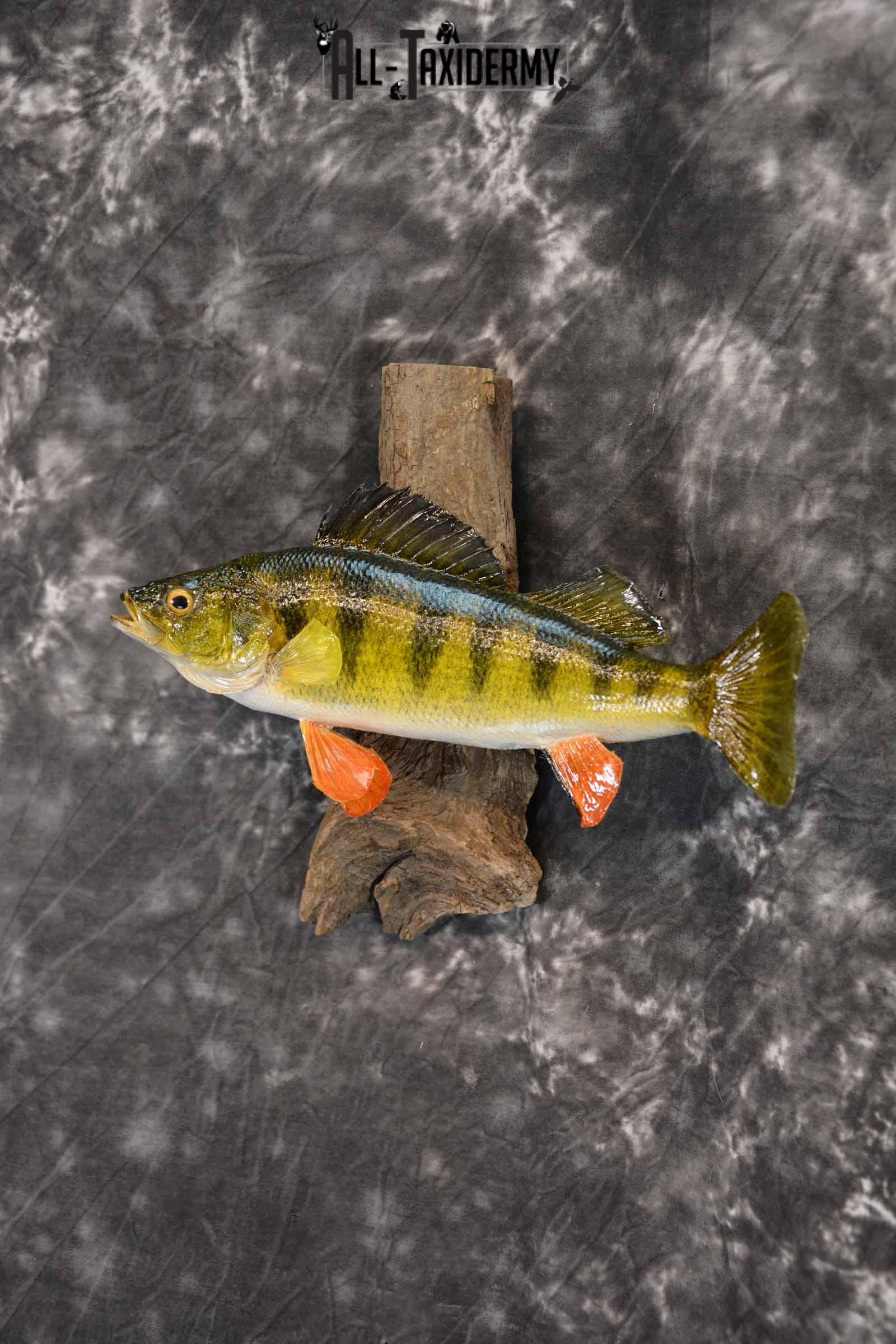 Perch Taxidermy Skin Mount SKU 1396 - Image 2