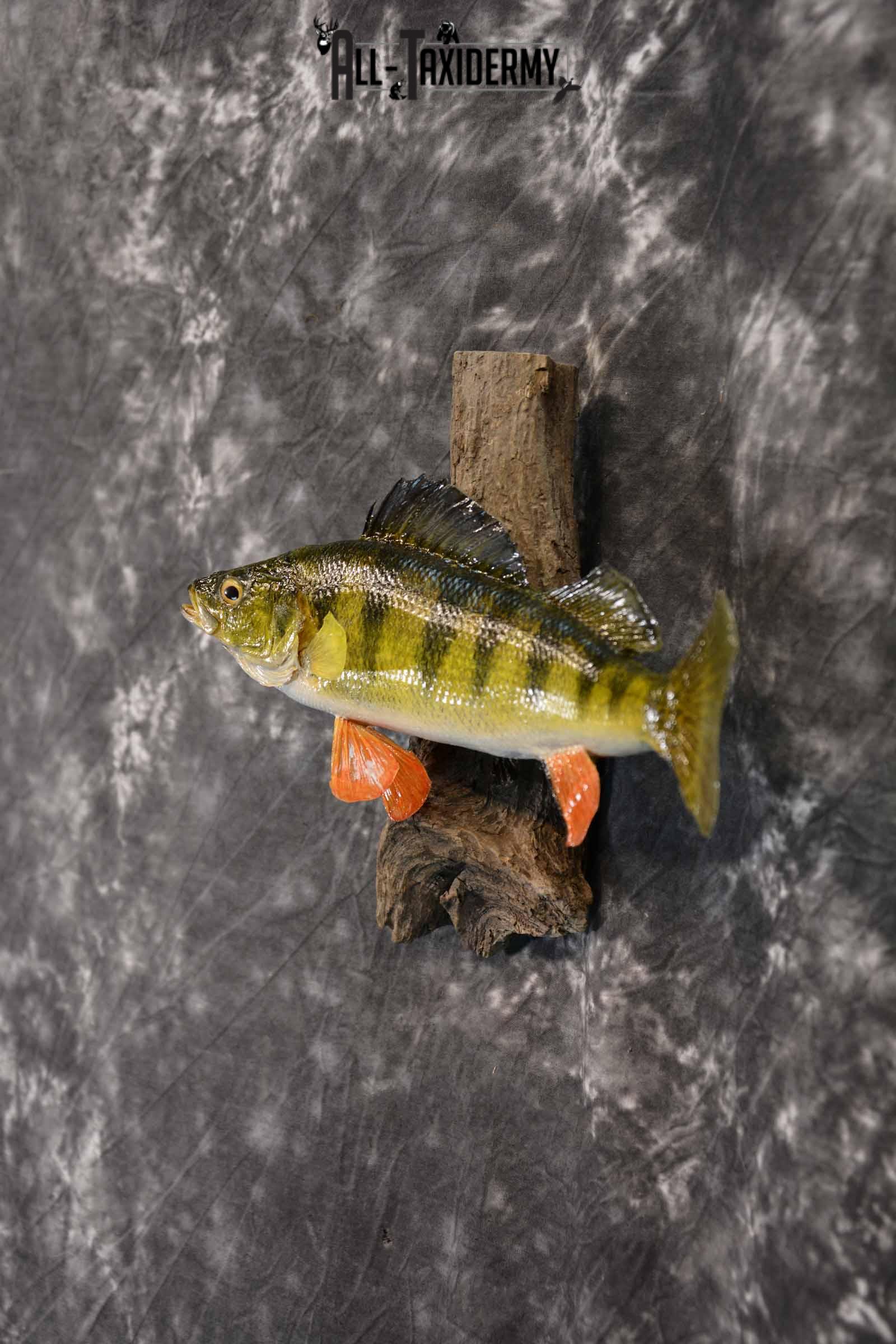 Perch Taxidermy Skin Mount SKU 1396 - Image 3