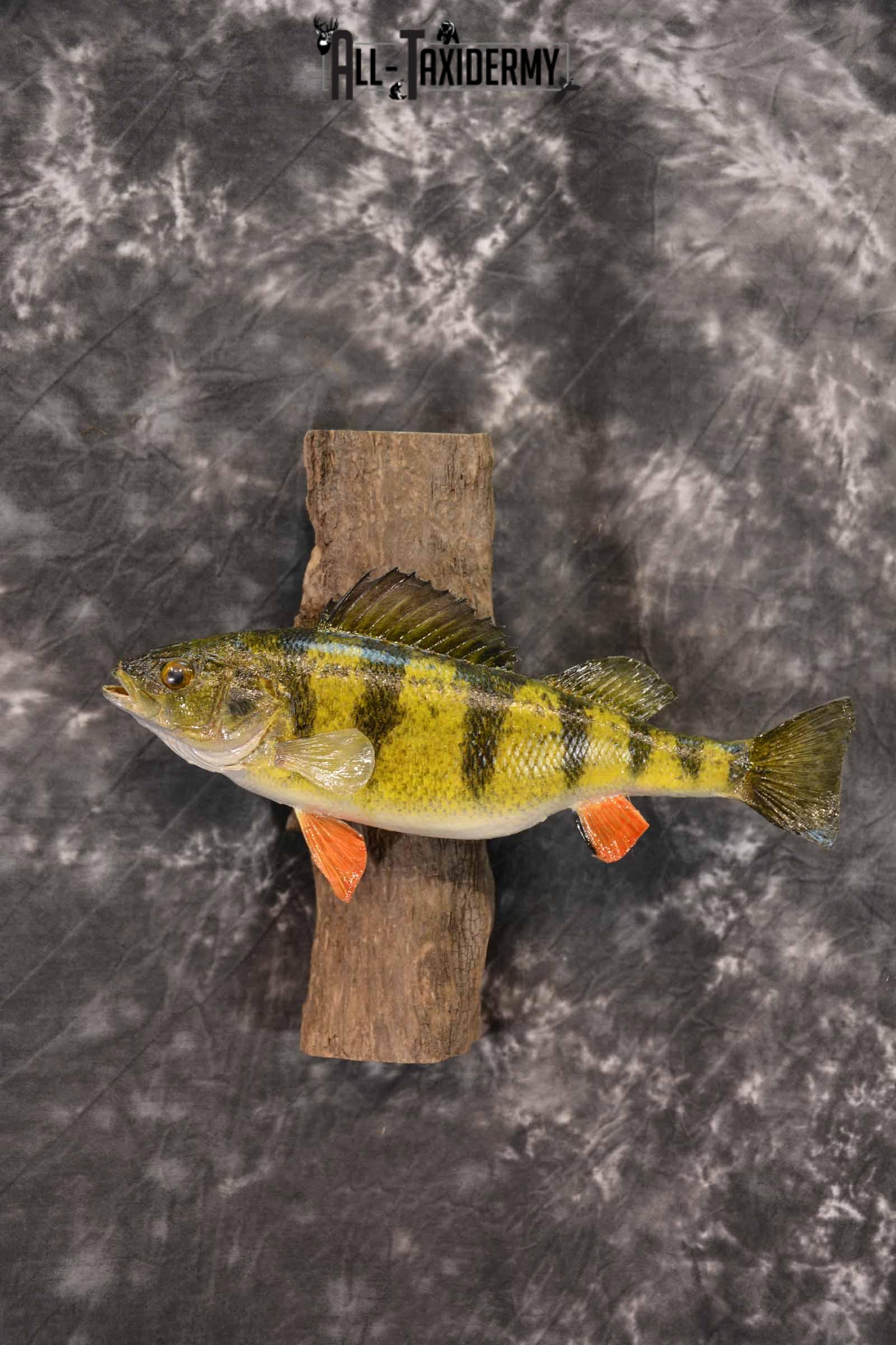 Perch Taxidermy Skin Mount SKU 1395