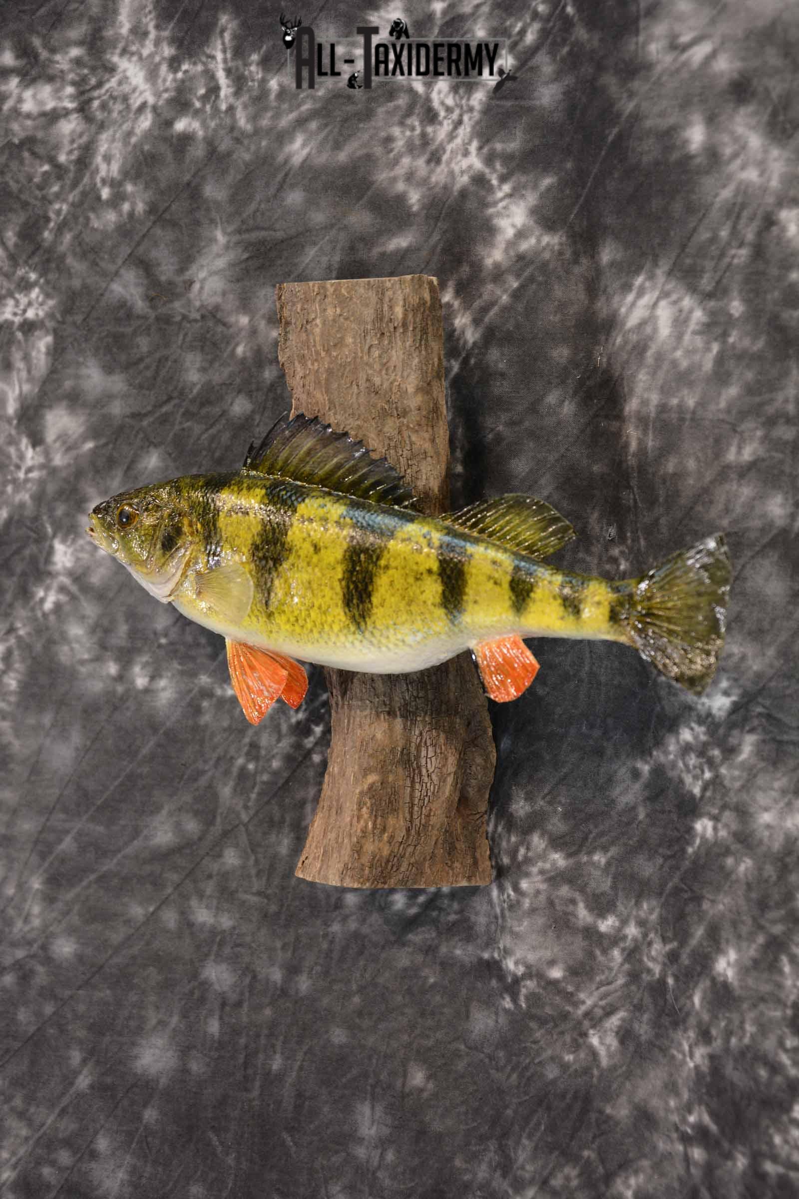Perch Taxidermy Skin Mount SKU 1395 - Image 2