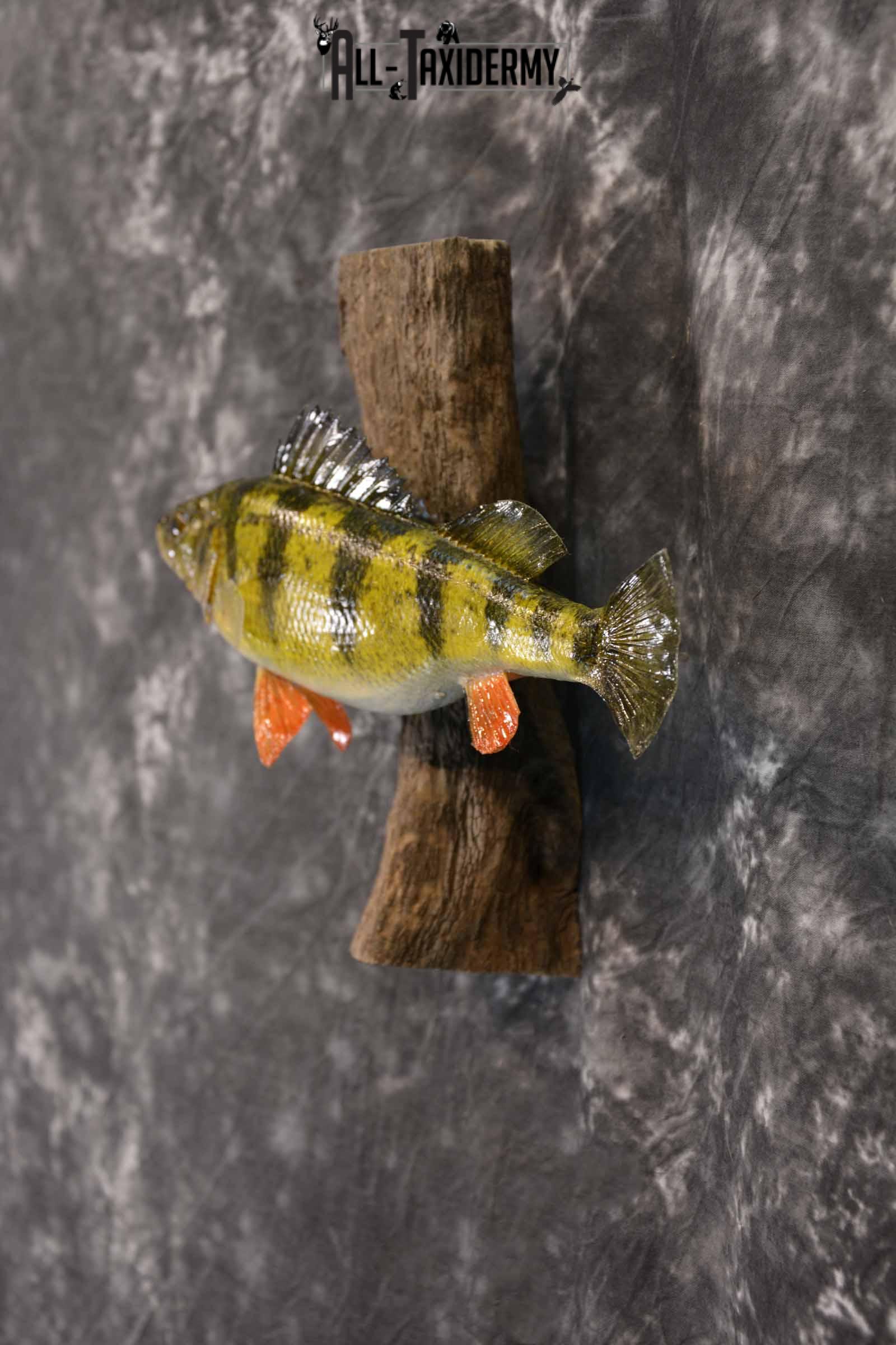 Perch Taxidermy Skin Mount SKU 1395 - Image 3