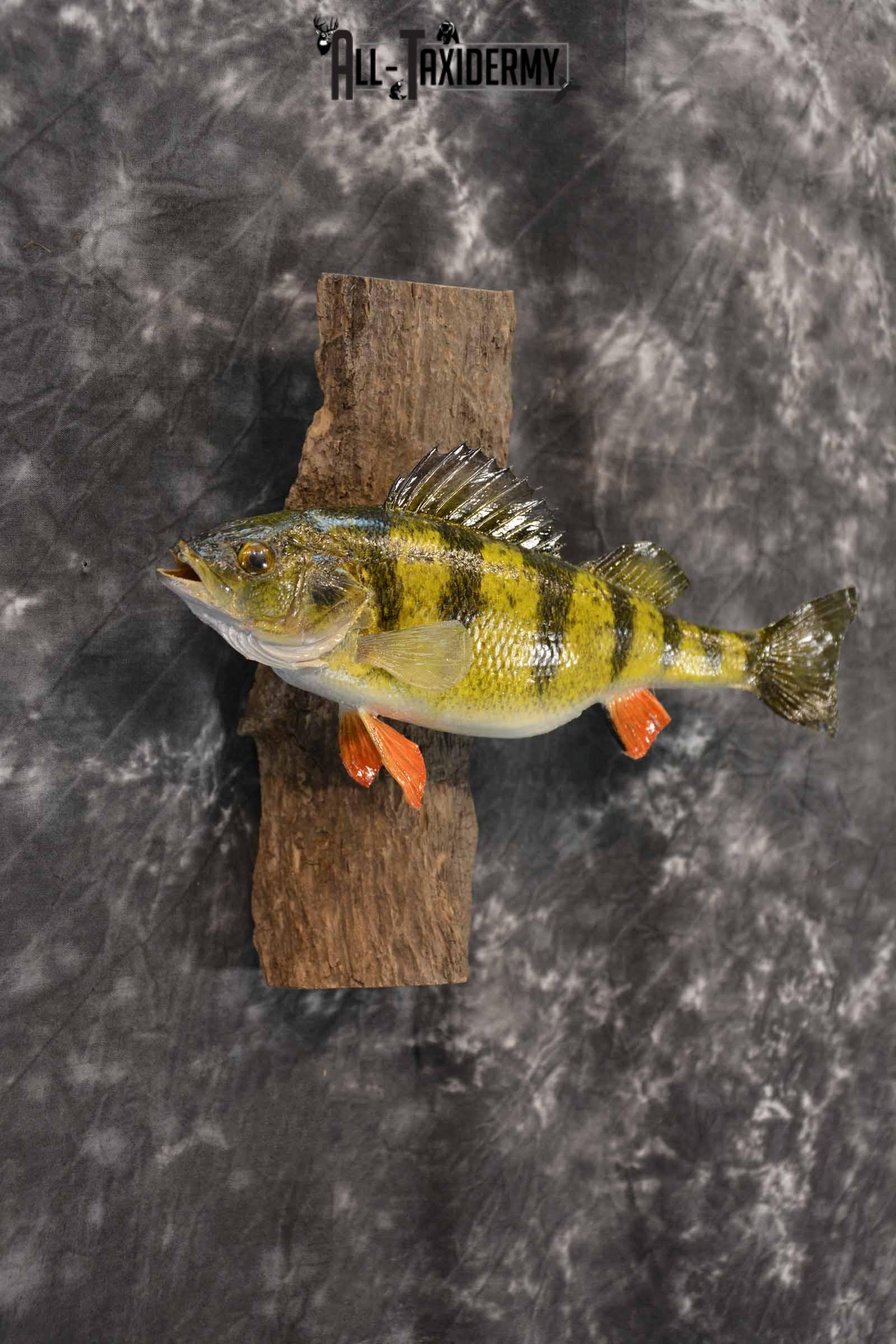 Perch Taxidermy Skin Mount SKU 1395 - Image 4