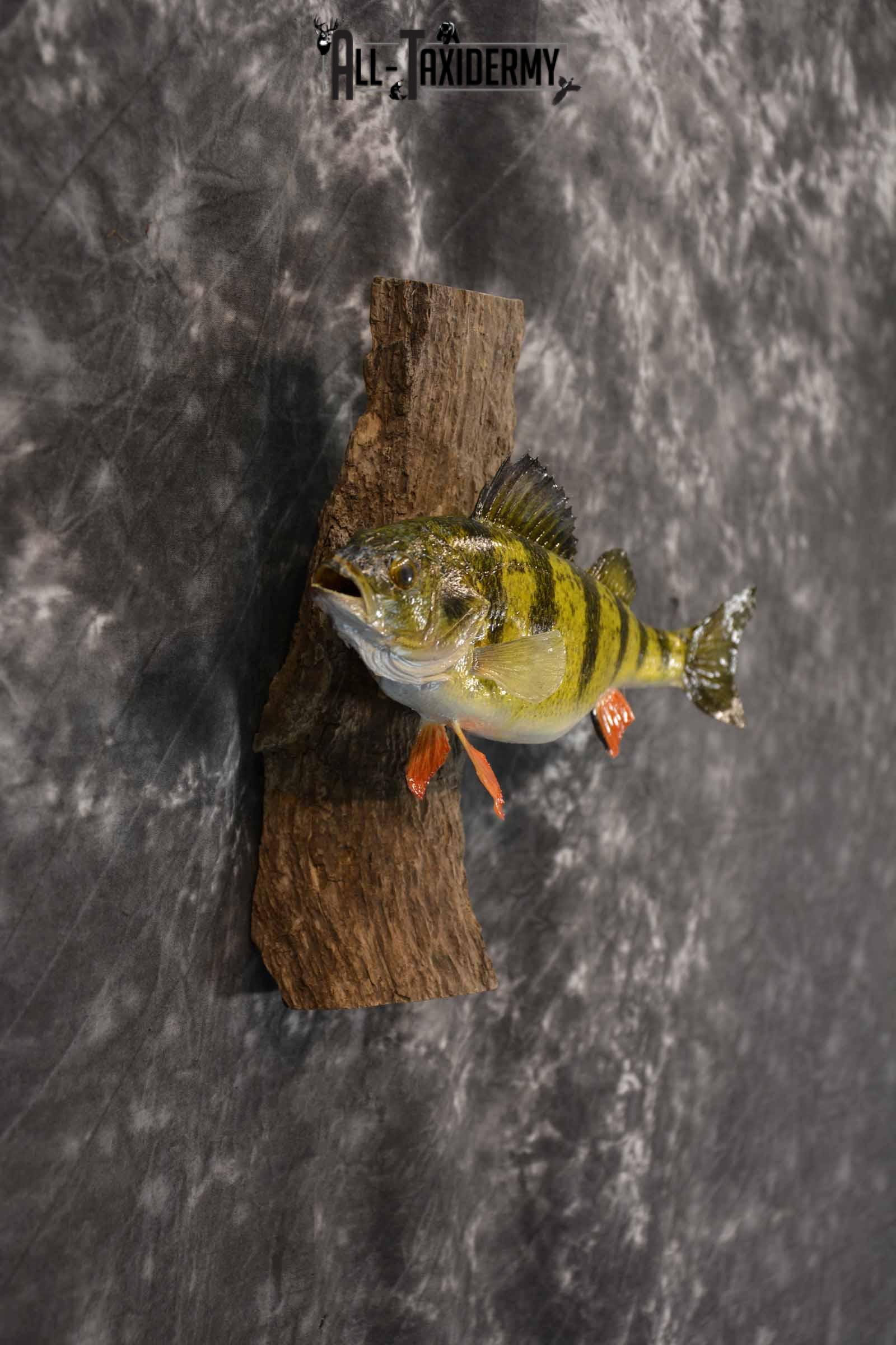 Perch Taxidermy Skin Mount SKU 1395 - Image 5