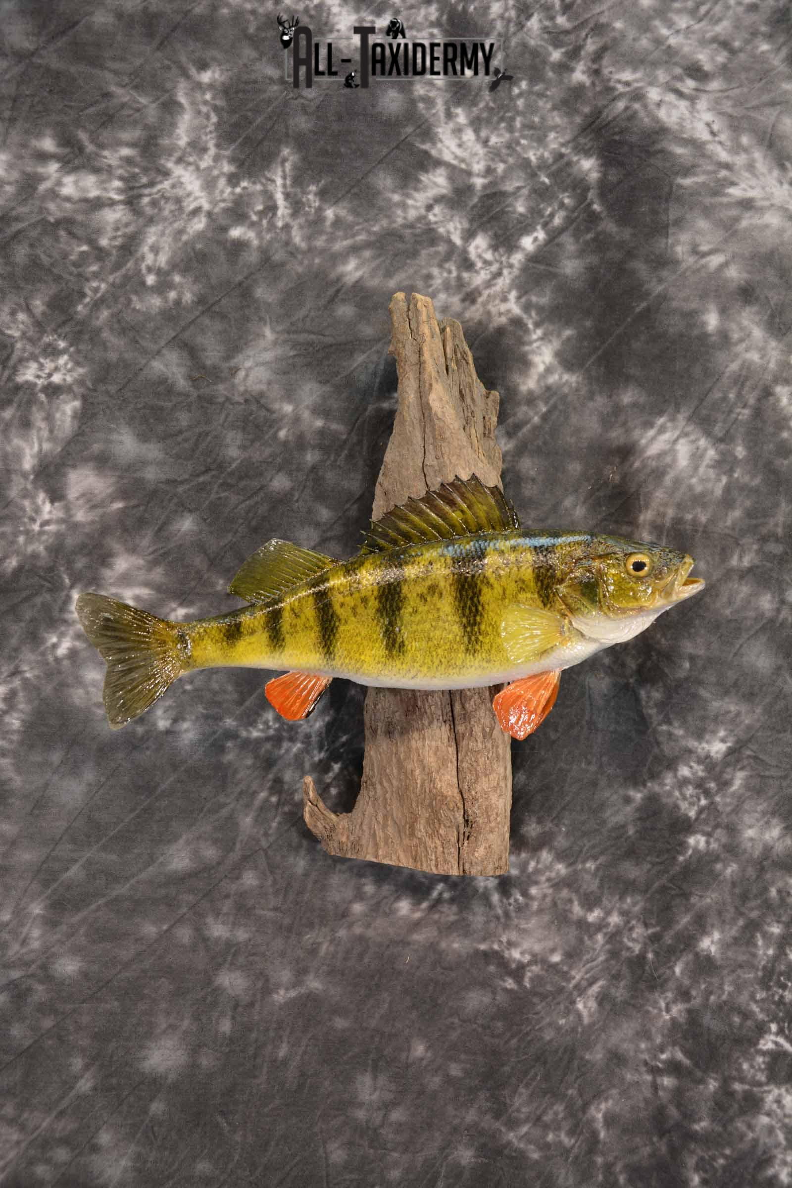 Perch Taxidermy Skin Mount SKU 1394