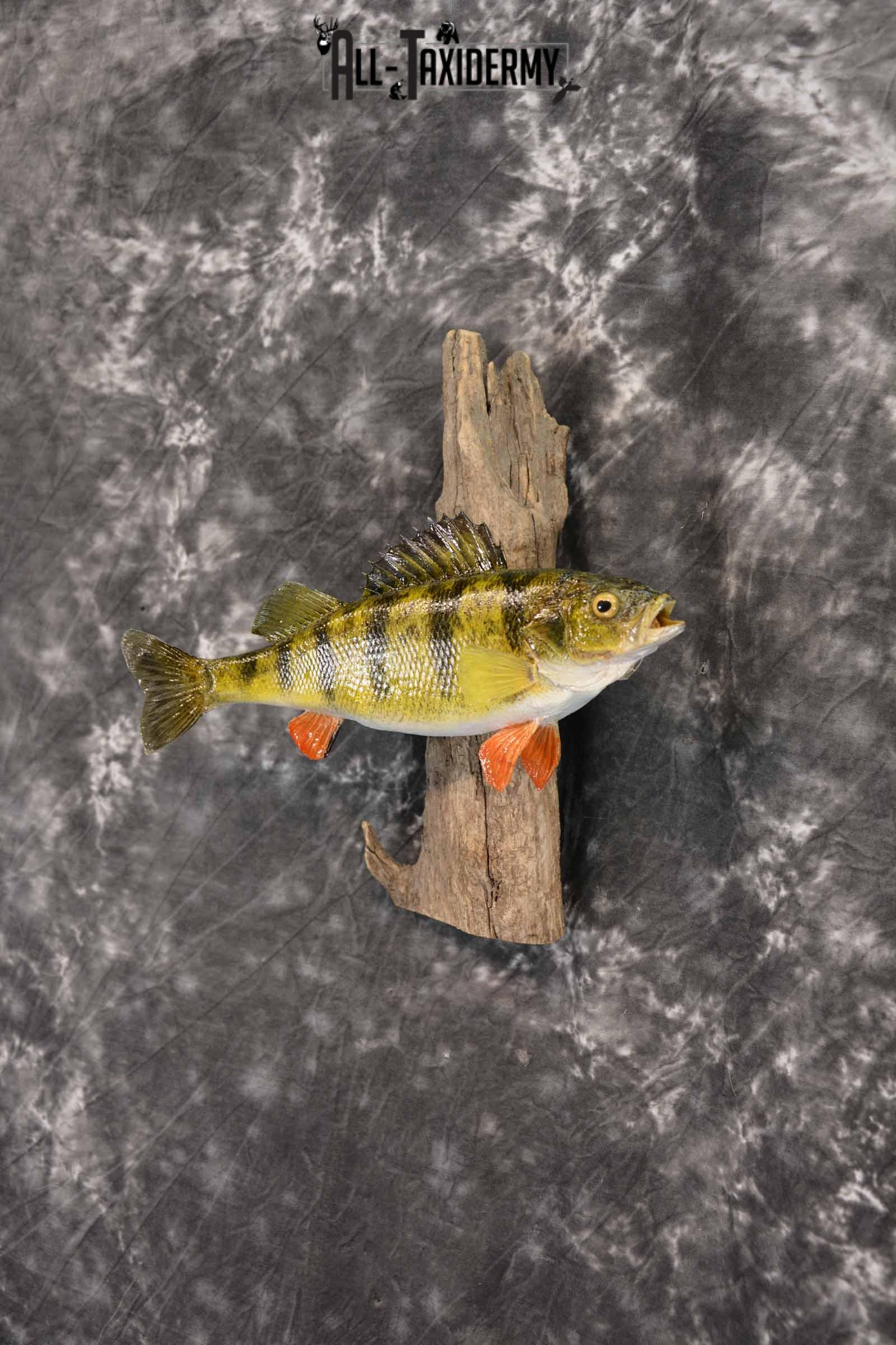 Perch Taxidermy Skin Mount SKU 1394 - Image 2