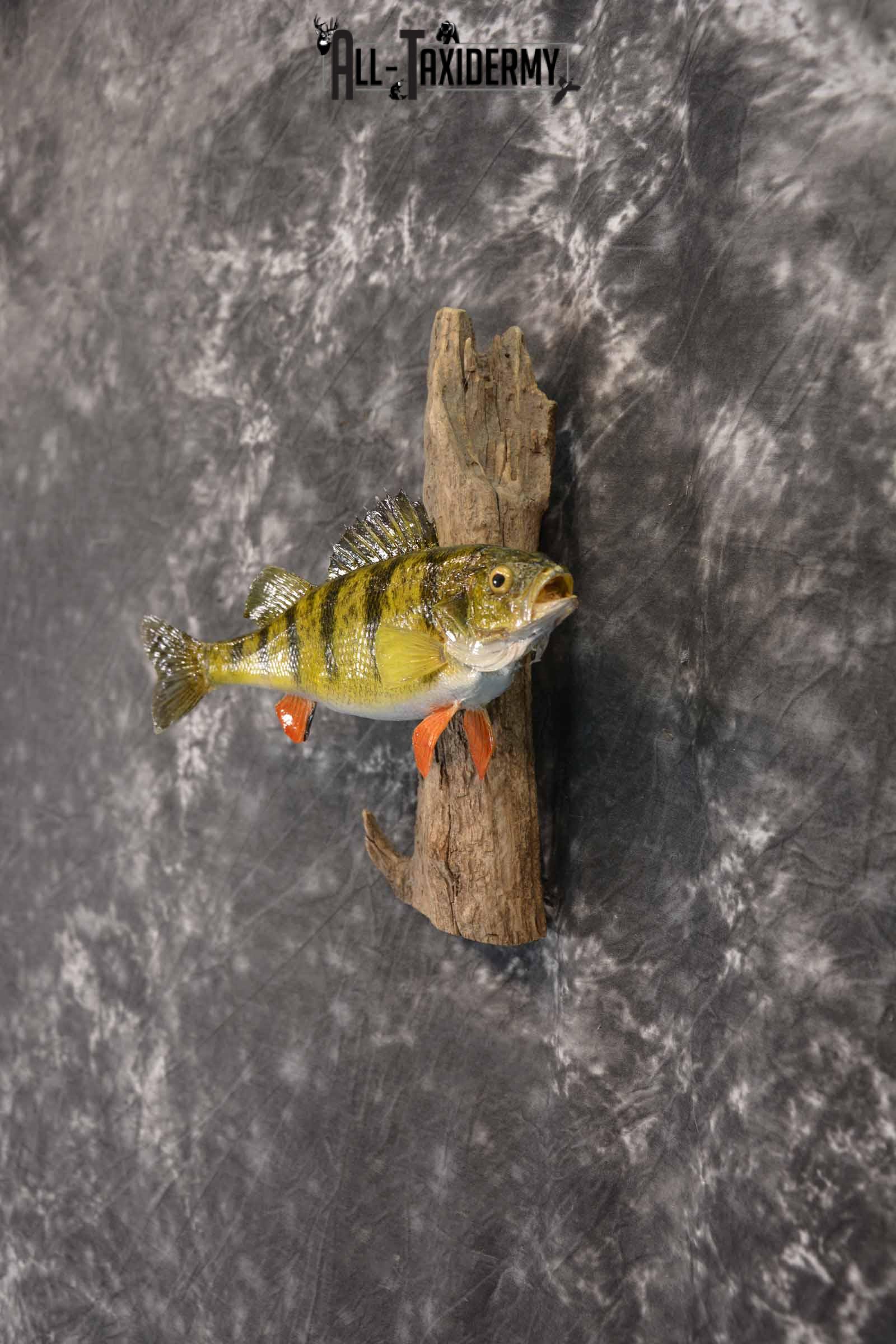 Perch Taxidermy Skin Mount SKU 1394 - Image 3