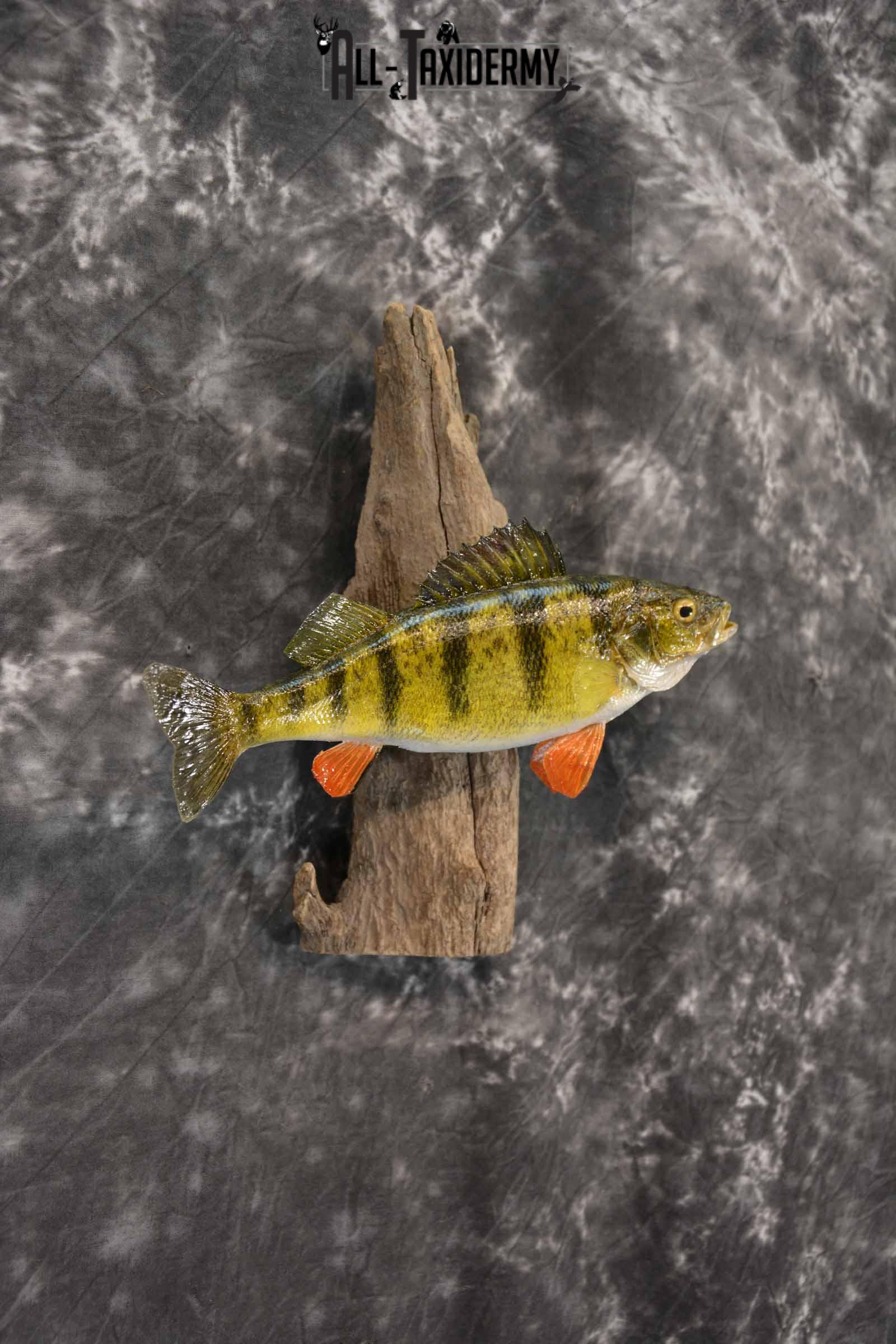 Perch Taxidermy Skin Mount SKU 1394 - Image 4