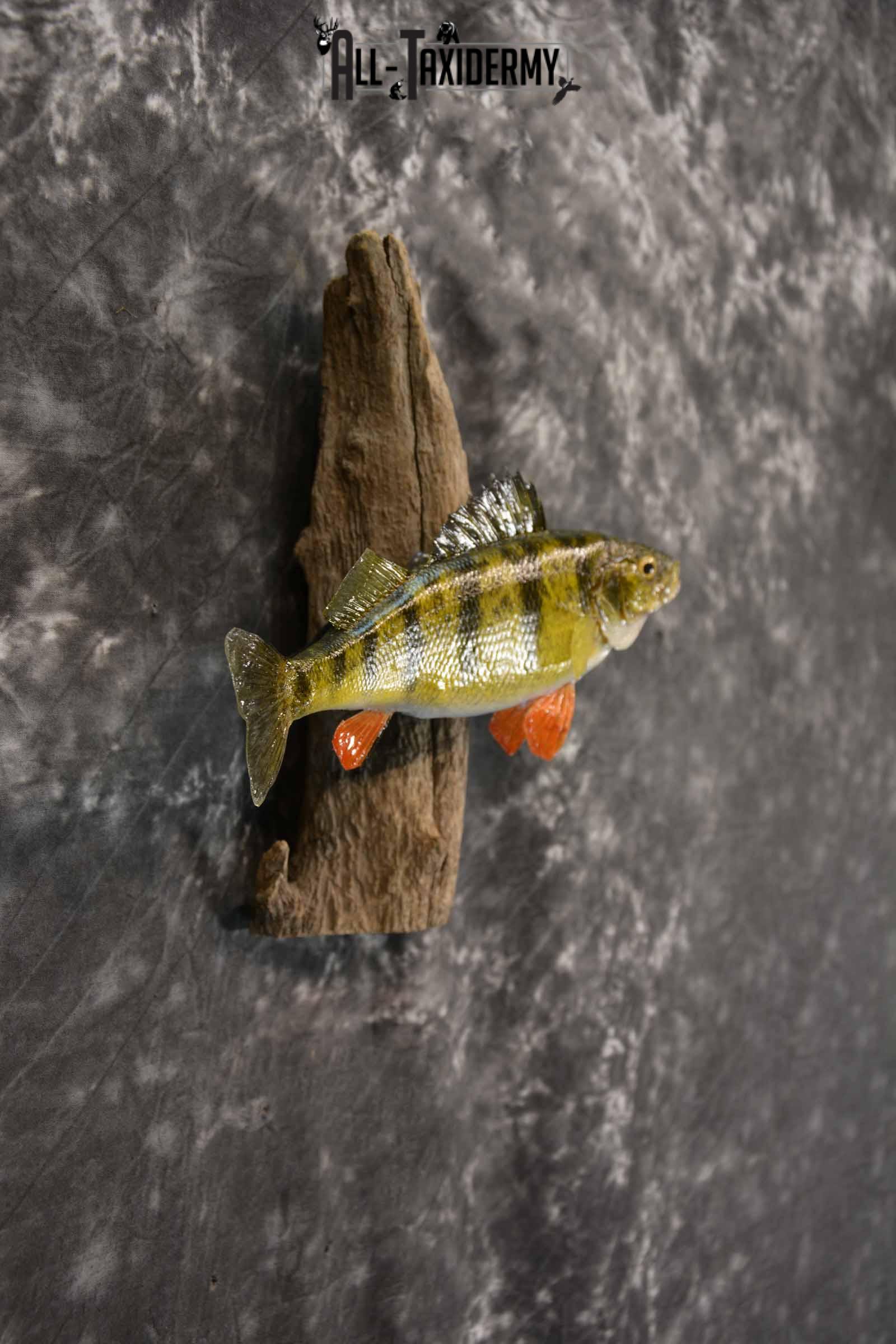 Perch Taxidermy Skin Mount SKU 1394 - Image 5