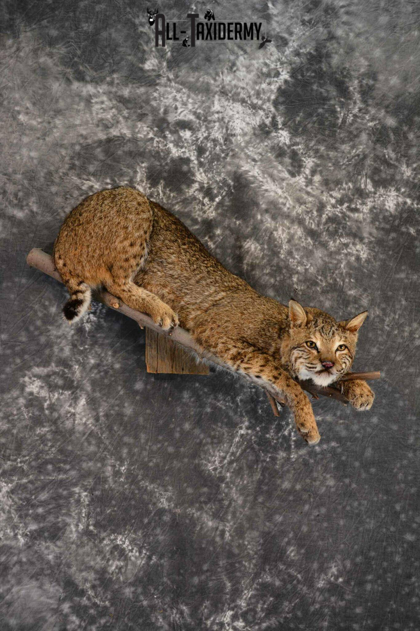 Bobcat Taxidermy mount for sale SKU 1384 - All Taxidermy