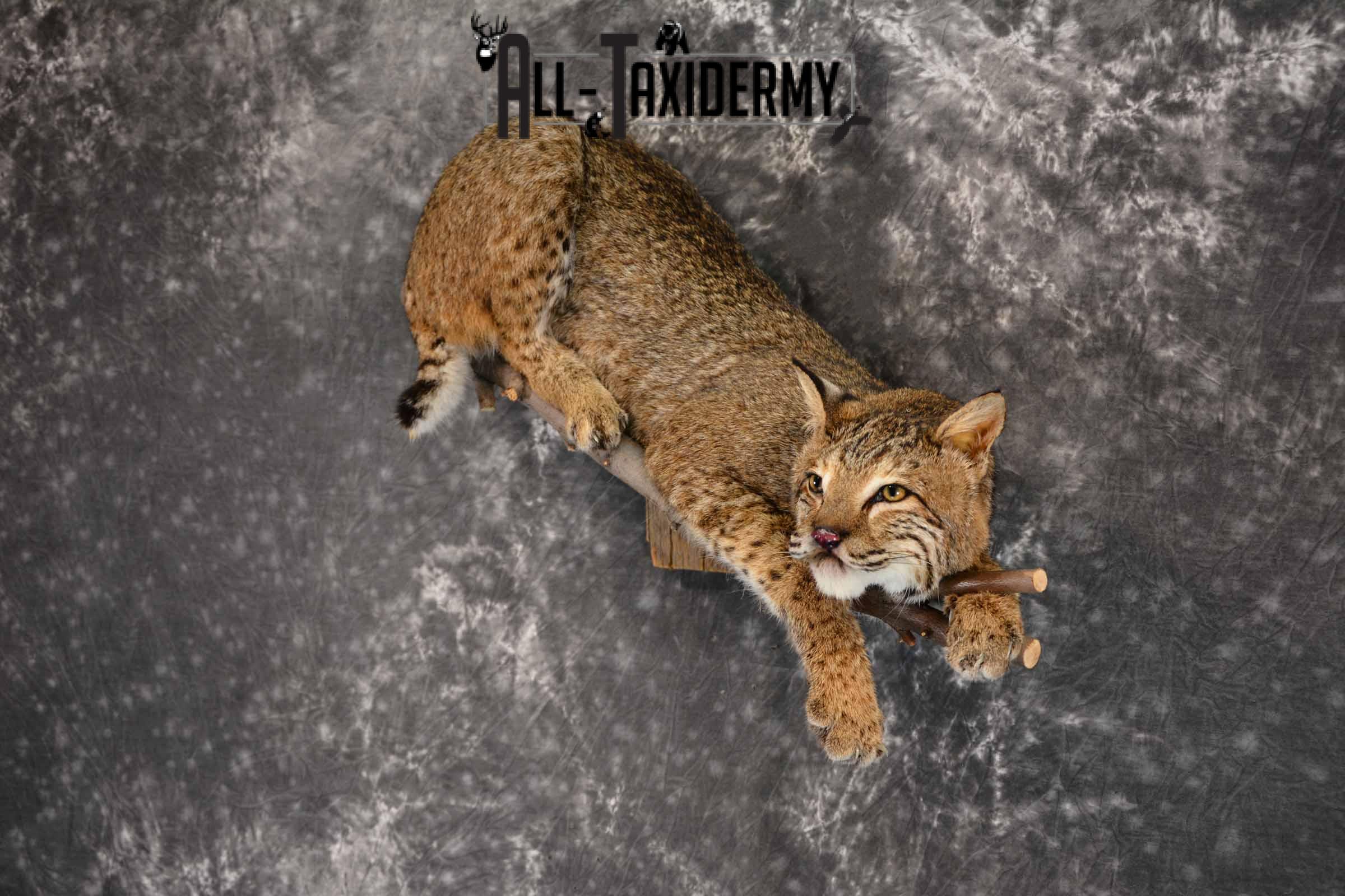 Bobcat Taxidermy mount for sale SKU 1384 - Image 2
