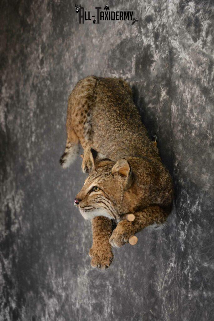 Bobcat Taxidermy mount for sale SKU 1384 All Taxidermy